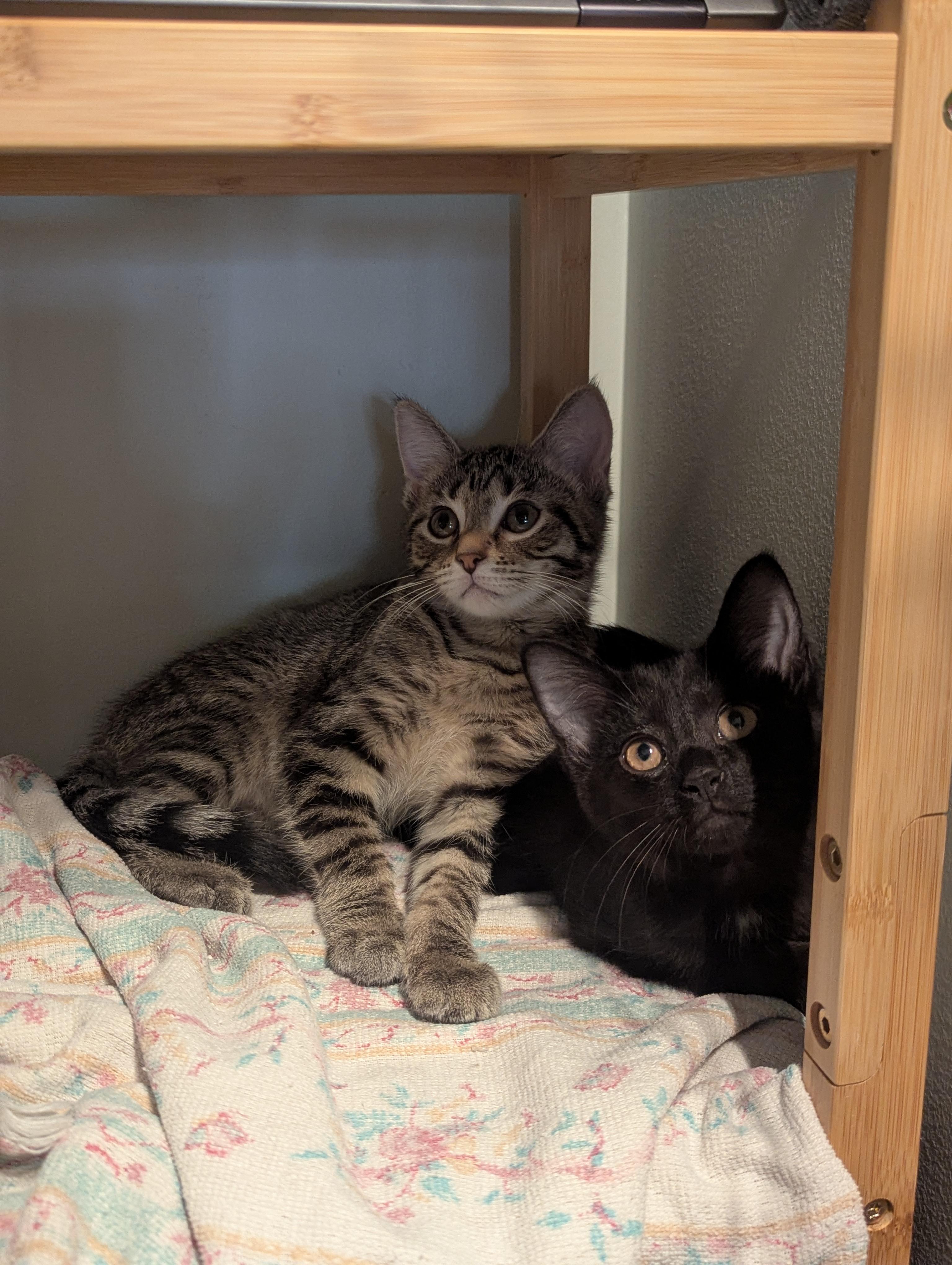 Enlarge Lychee, a Adoptable Domestic Short Hair in Columbus, OH image 2/5