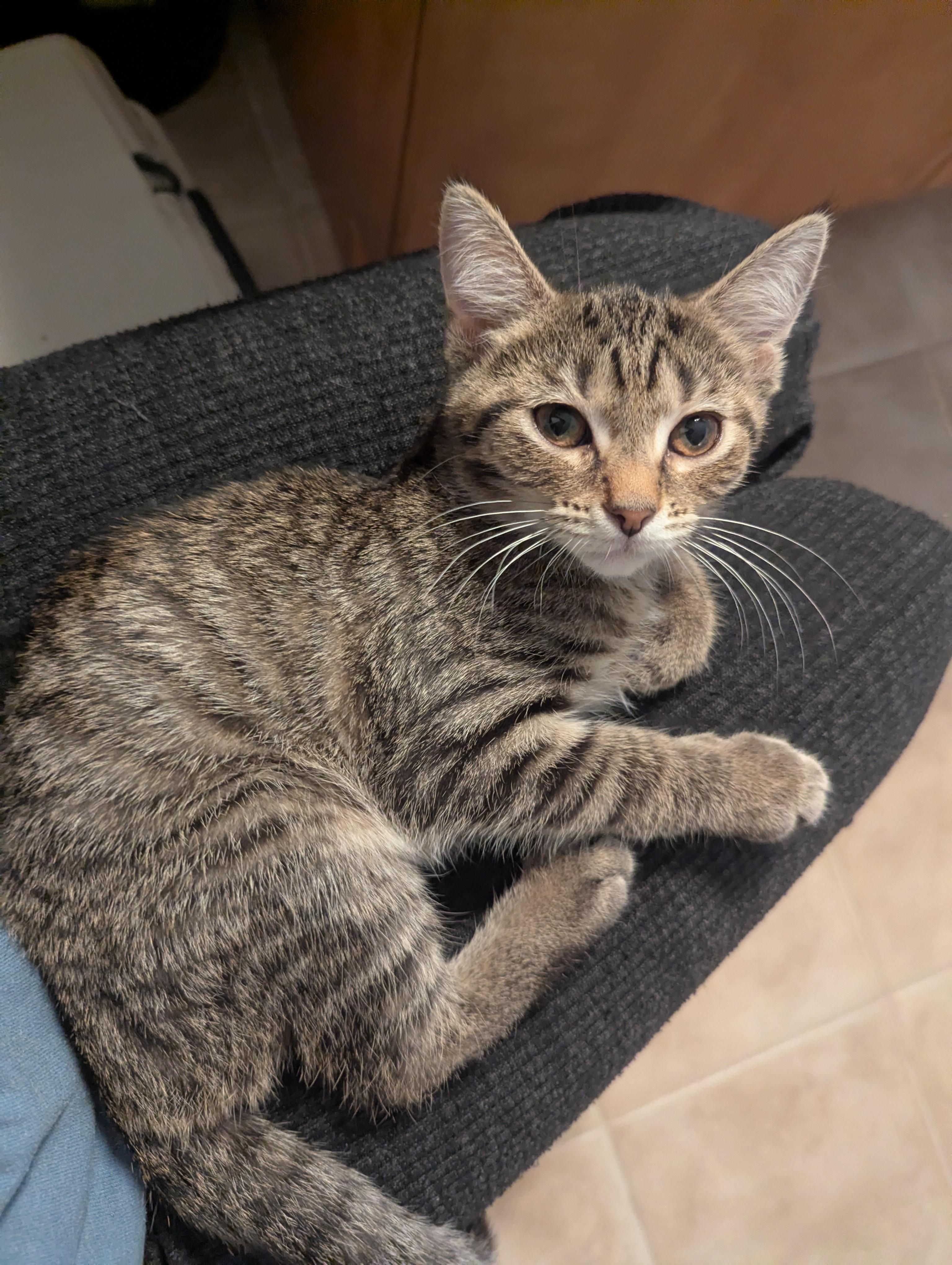 Lychee, Adoptable, Kitten Female Domestic Short Hair.