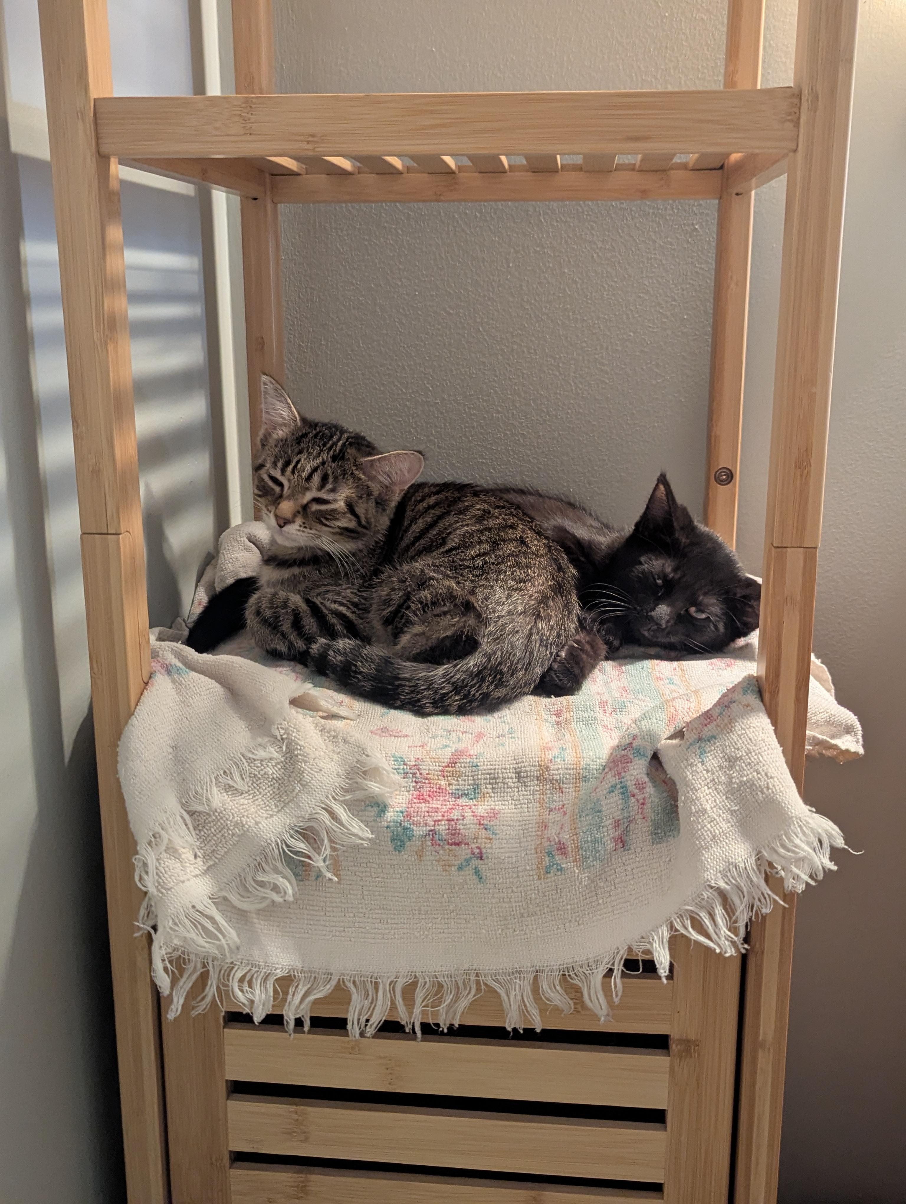 Enlarge Lychee, a Adoptable Domestic Short Hair in Columbus, OH image 4/5