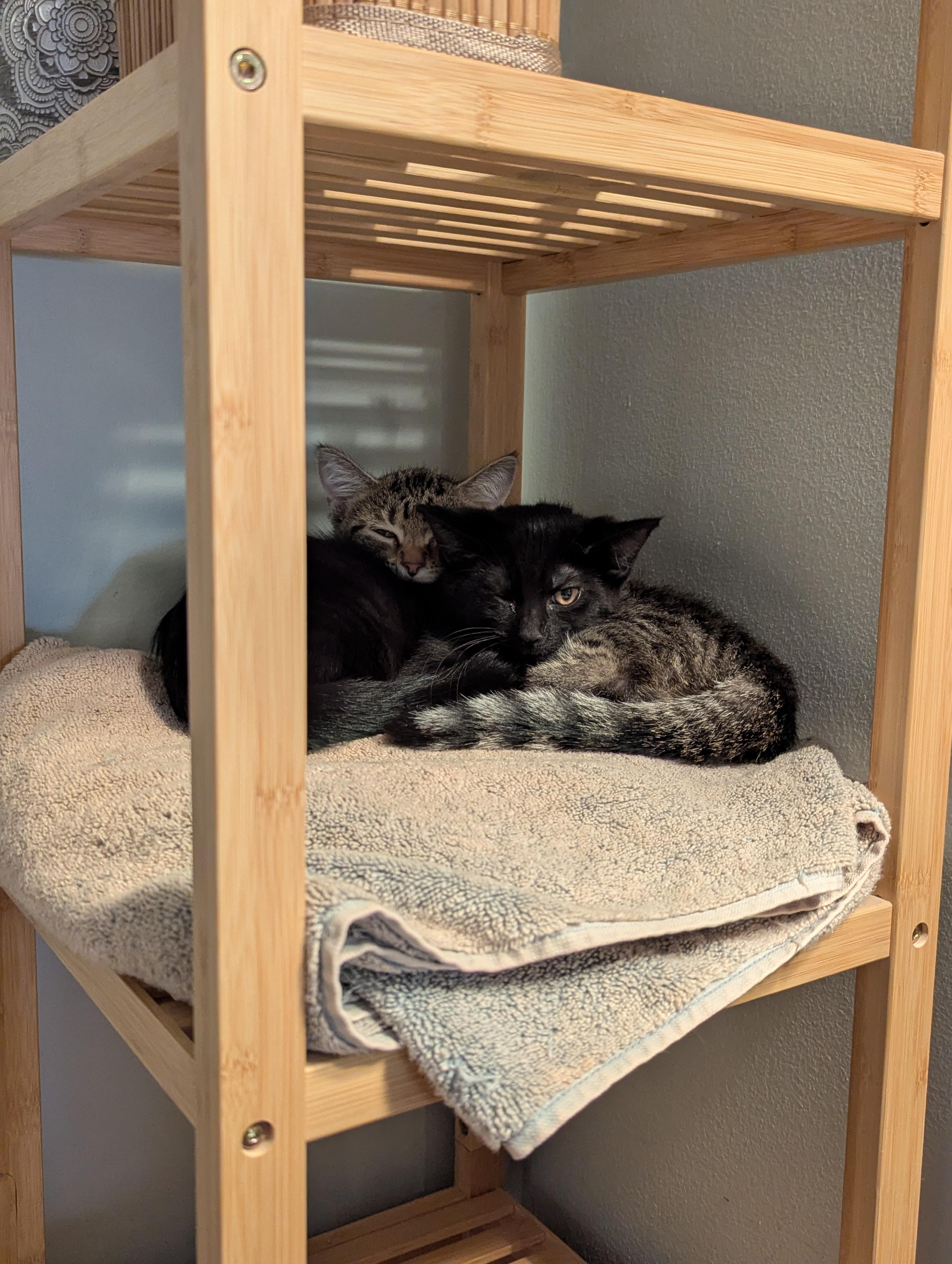 Enlarge Lychee, a Adoptable Domestic Short Hair in Columbus, OH image 5/5