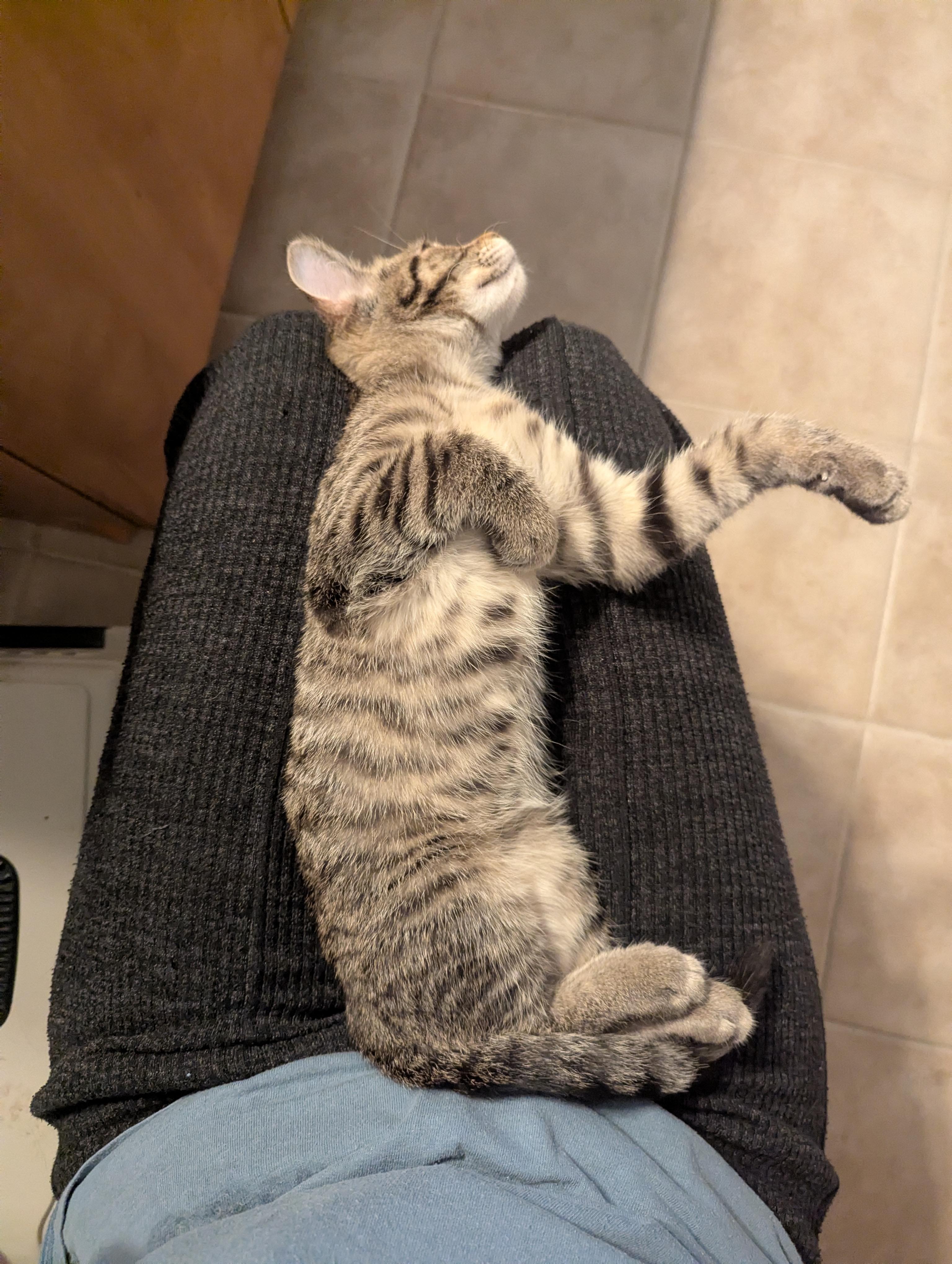 Enlarge Lychee, a Adoptable Domestic Short Hair in Columbus, OH image 3/5