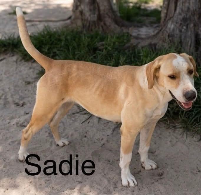Enlarge Sadie, a Adoptable mixed breed in Marianna, FL image 1/1