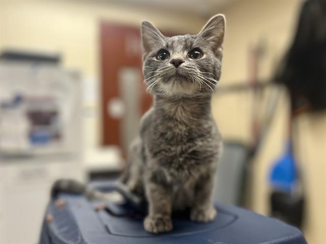 BRAWN, Adoptable, Young Male Domestic Short Hair.
