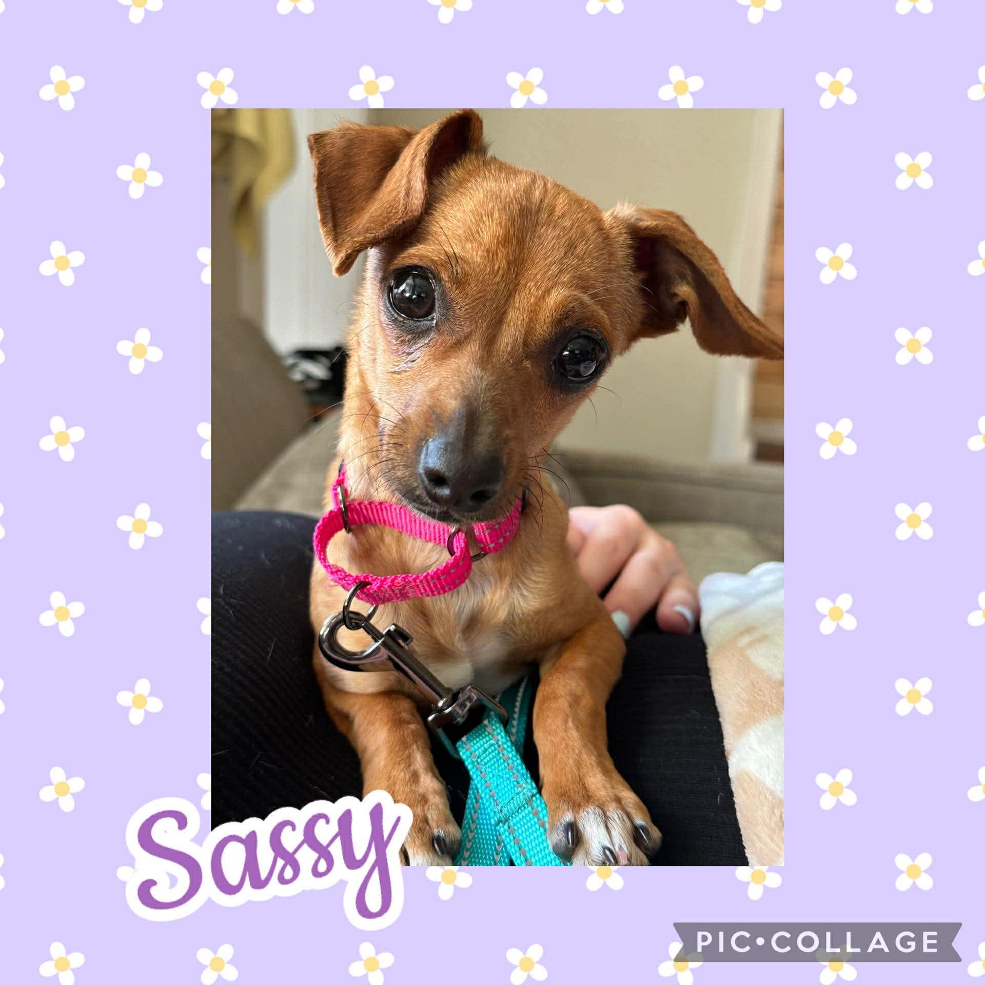 Enlarge Sassy, an adopted mixed breed in Ringwood, NJ image 1/2