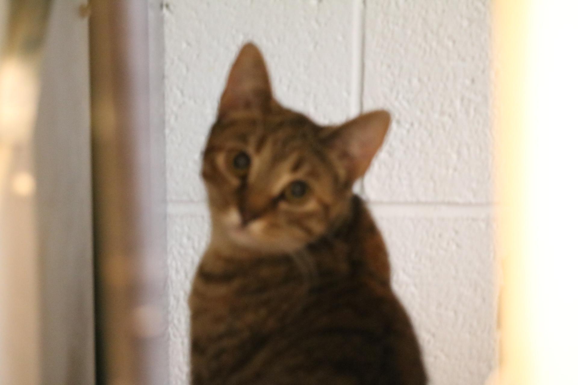 Carter, a Adoptable Tabby in Manchester, MI image 1/2