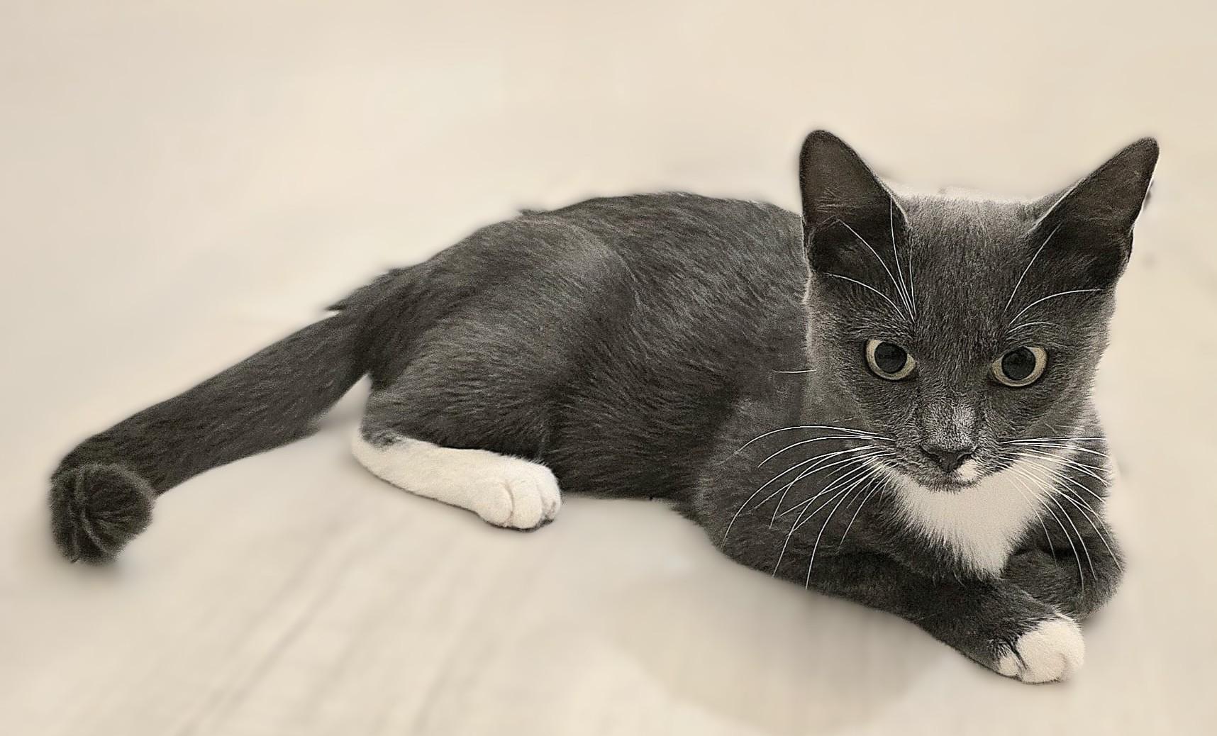 Enlarge Katerine, a Adoptable American Shorthair in Jupiter, FL image 4/6