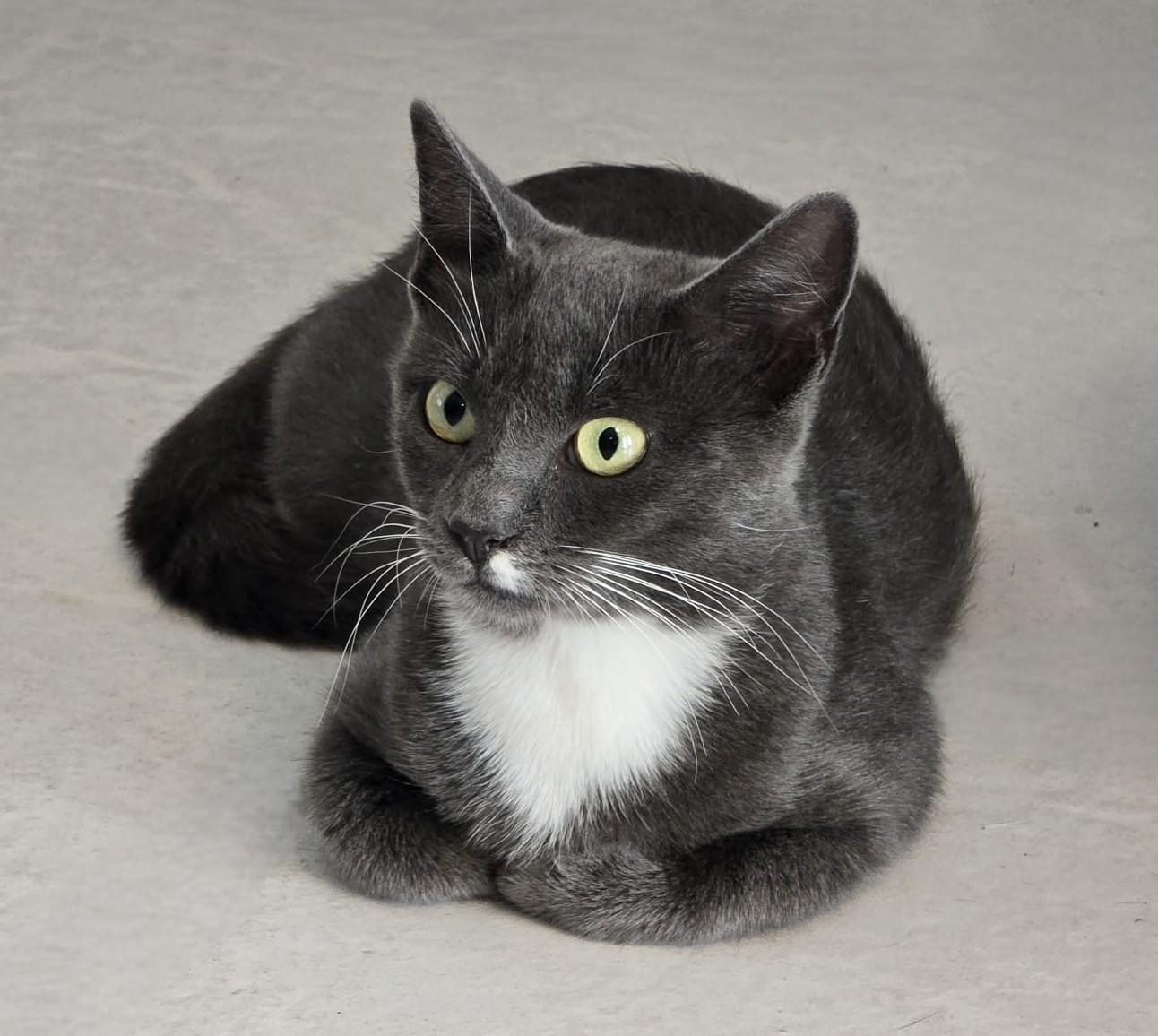 Katerine, Adoptable, Young Female American Shorthair.