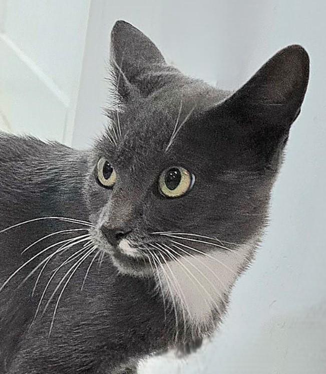 Enlarge Katerine, a Adoptable American Shorthair in Jupiter, FL image 2/6