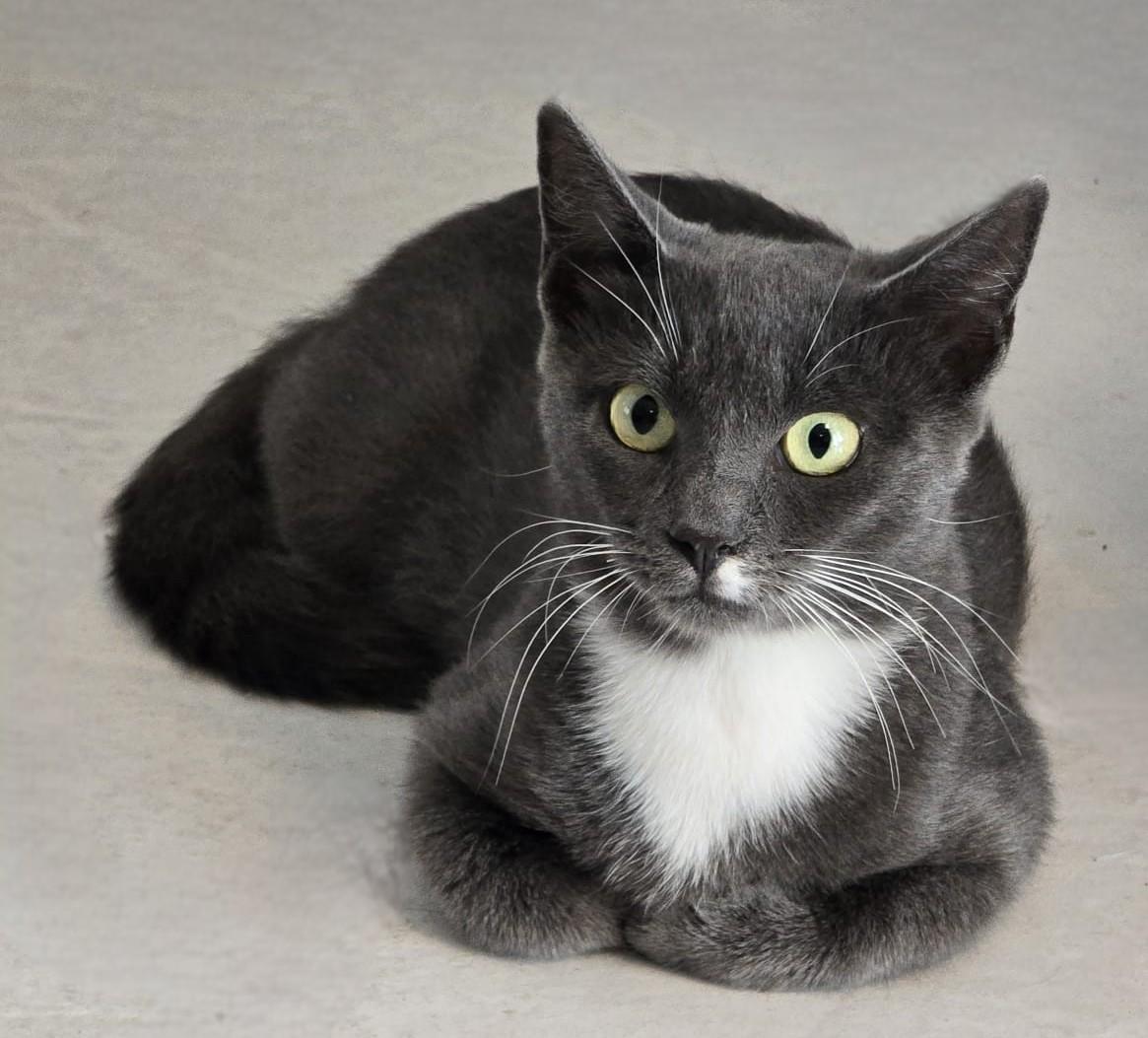 Enlarge Katerine, a Adoptable American Shorthair in Jupiter, FL image 3/6
