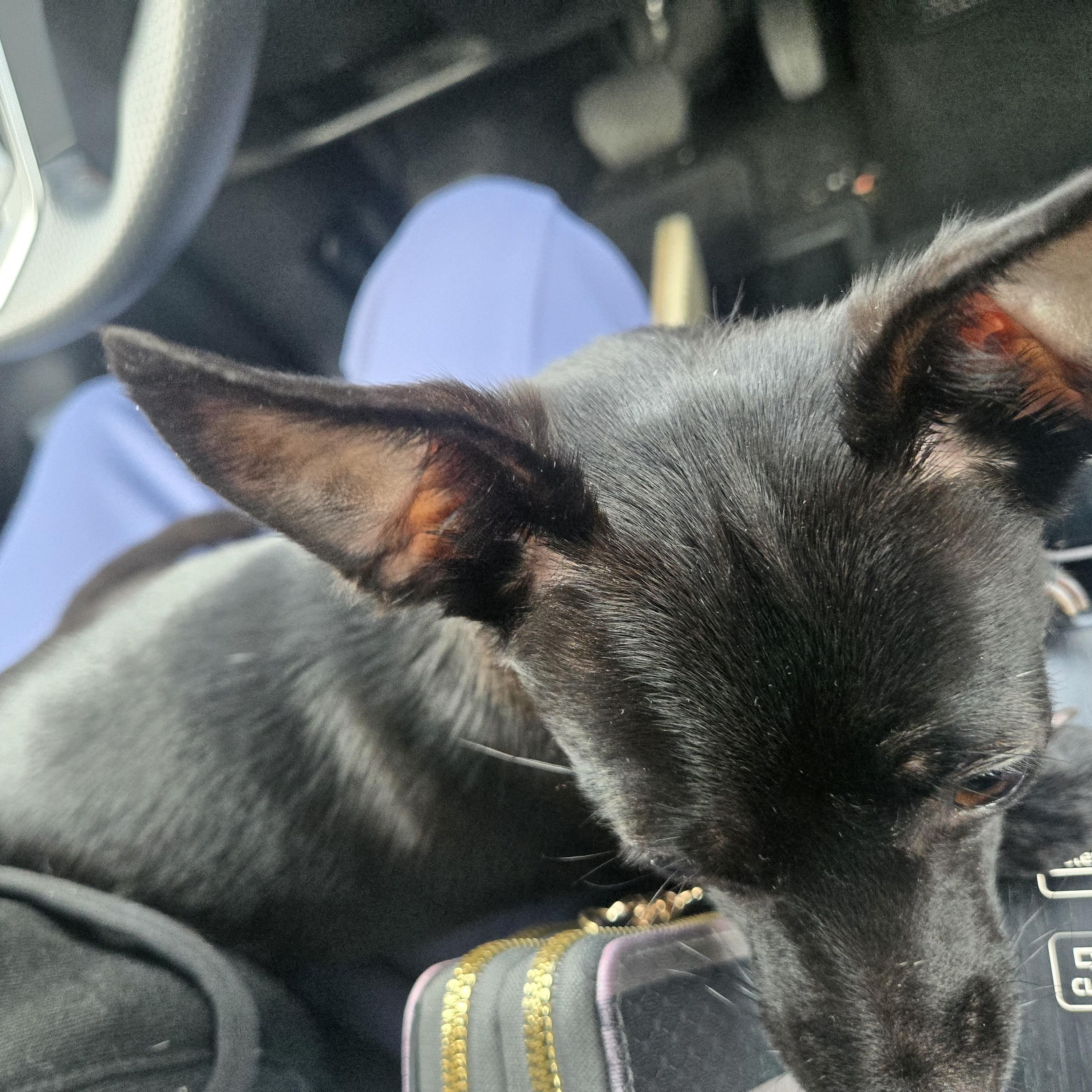 Enlarge Constantine, a ADOPTABLE Chihuahua in West Valley, UT image 2/3