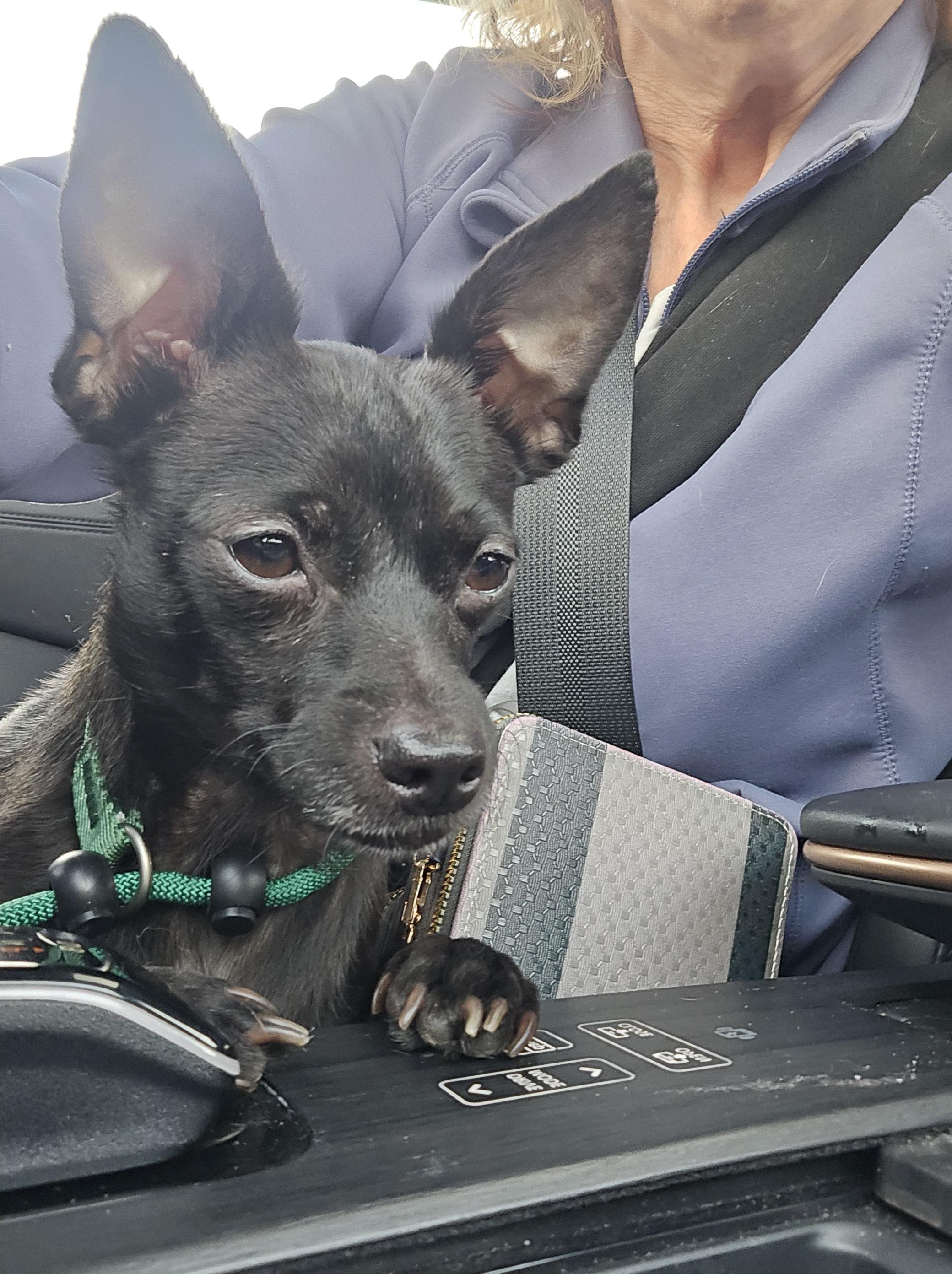 Constantine, ADOPTABLE, Adult Female Chihuahua.