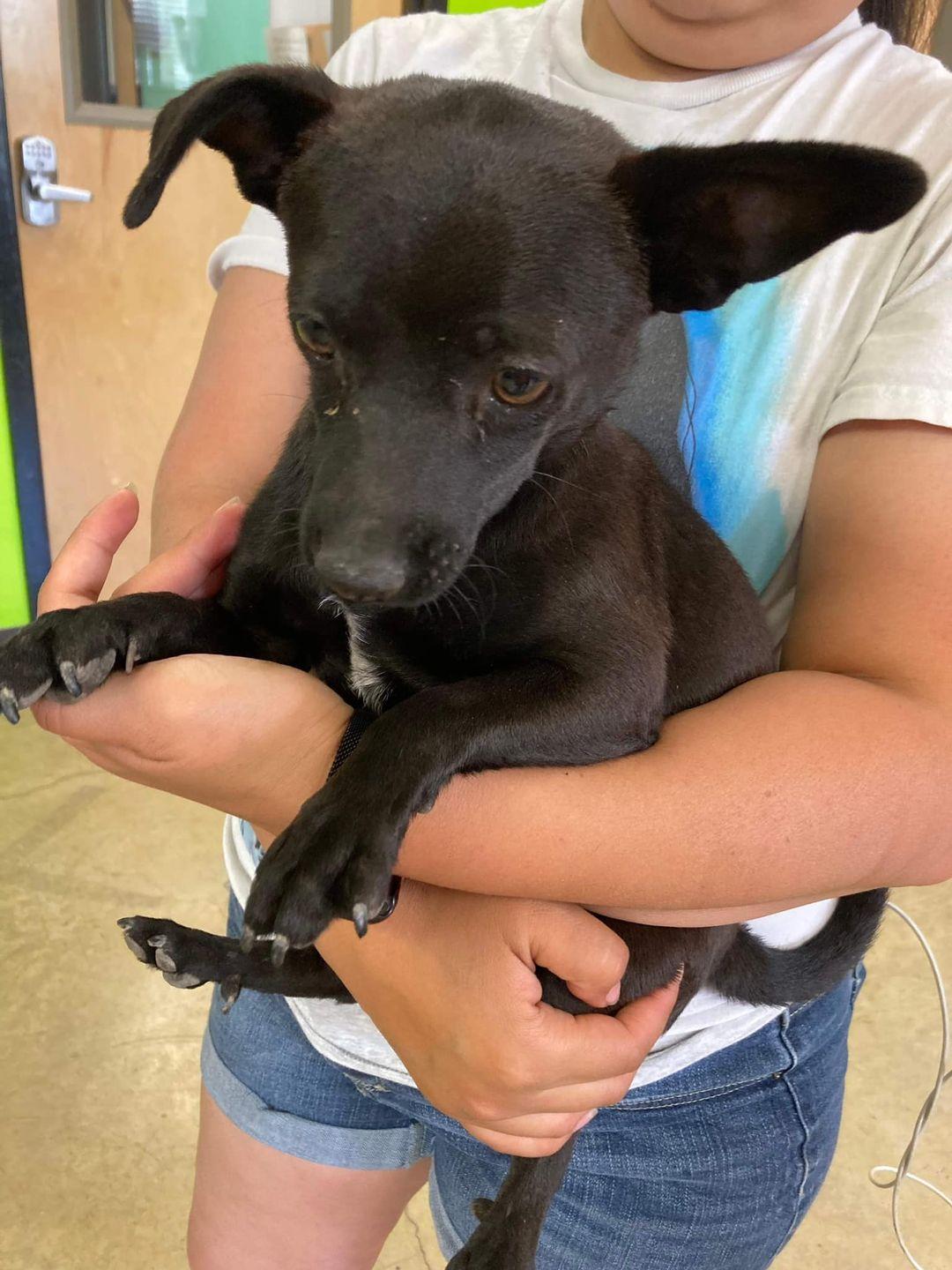 Enlarge Constantine, a ADOPTABLE Chihuahua in West Valley, UT image 3/3