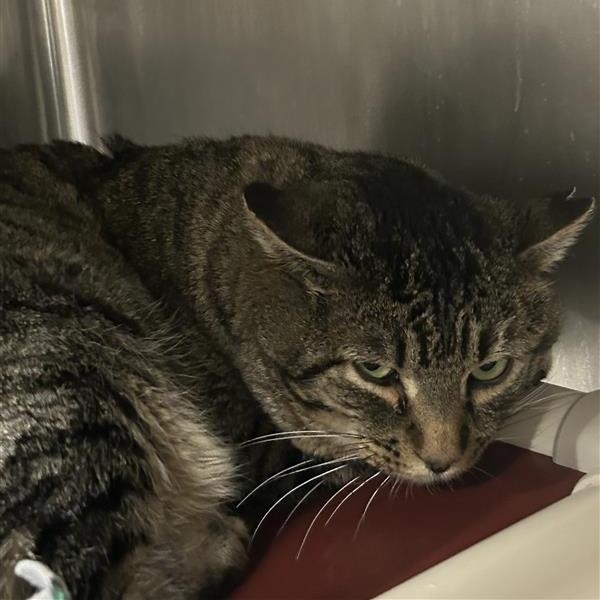 Little Bit — thumbnail 2