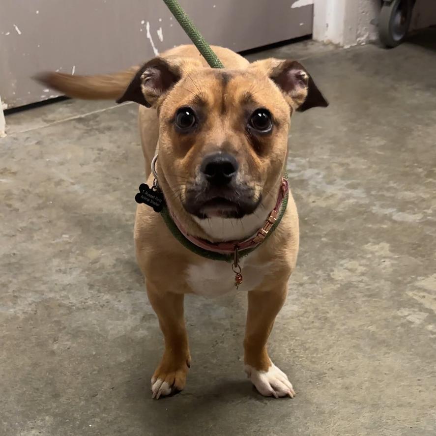 Khalanee, Adoptable, Young Female Mixed Breed.