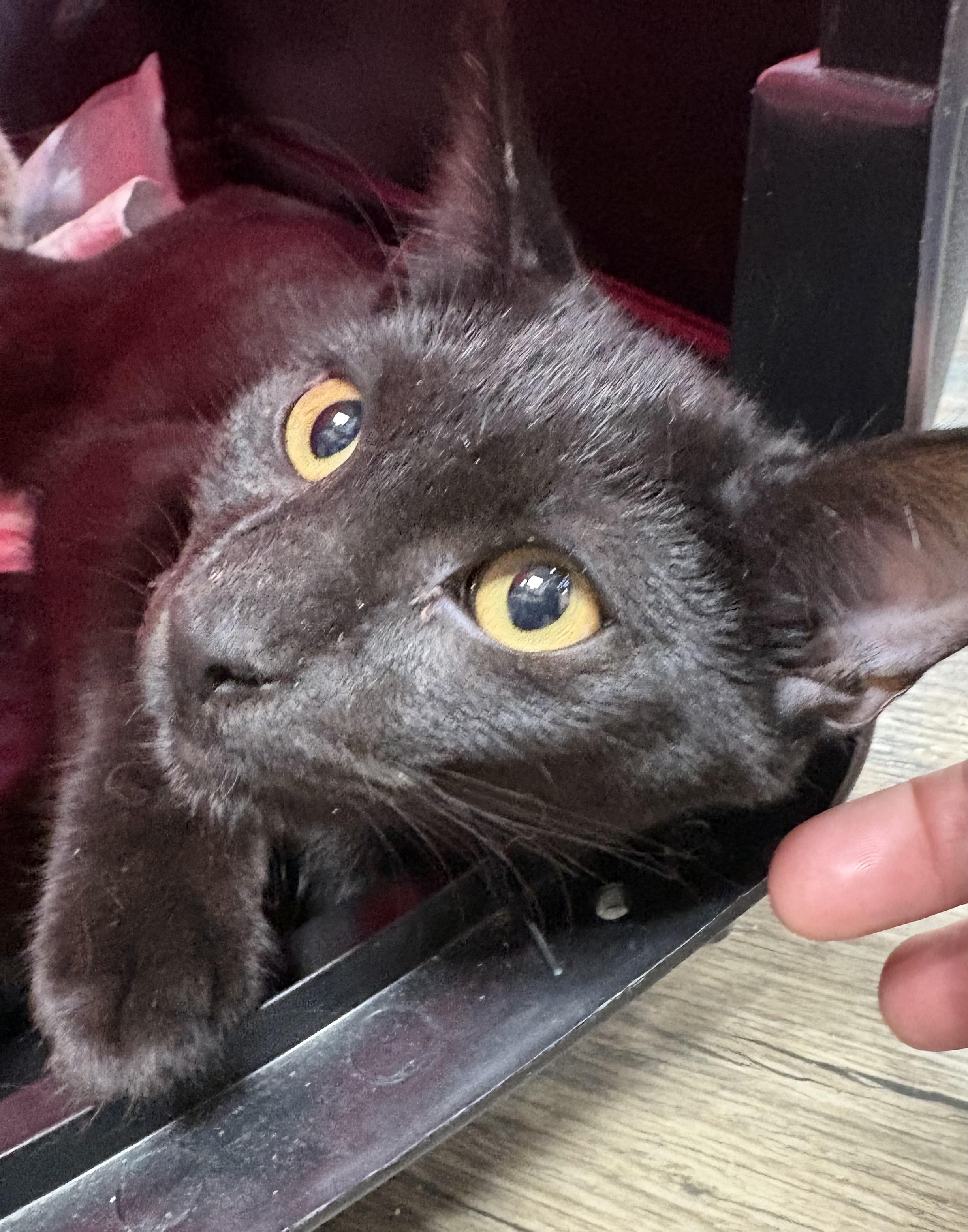 Enlarge Worm, a Adoptable Domestic Short Hair in Galloway, NJ image 1/4