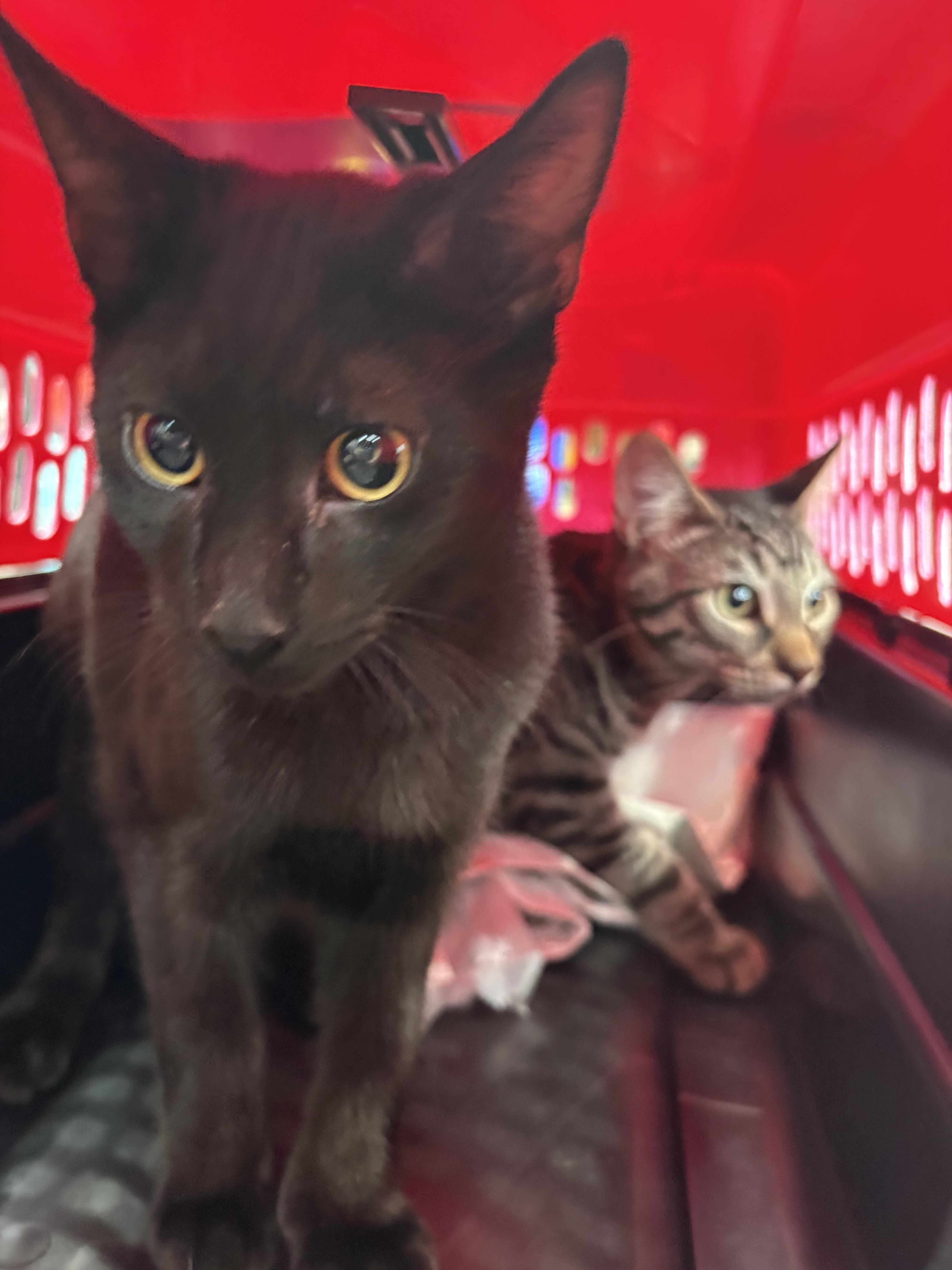 Enlarge Worm, a Adoptable Domestic Short Hair in Galloway, NJ image 4/4