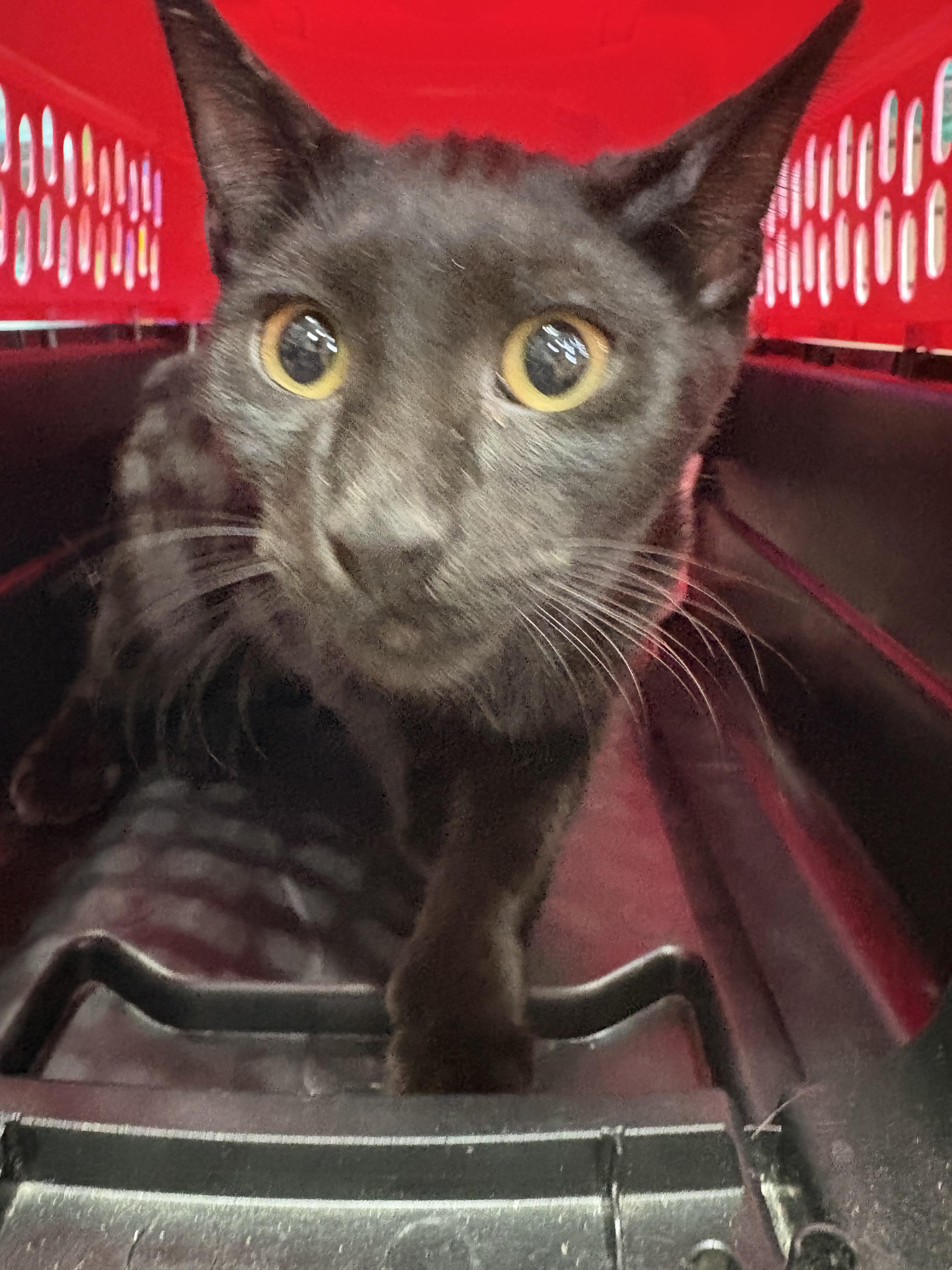 Enlarge Worm, a Adoptable Domestic Short Hair in Galloway, NJ image 3/4