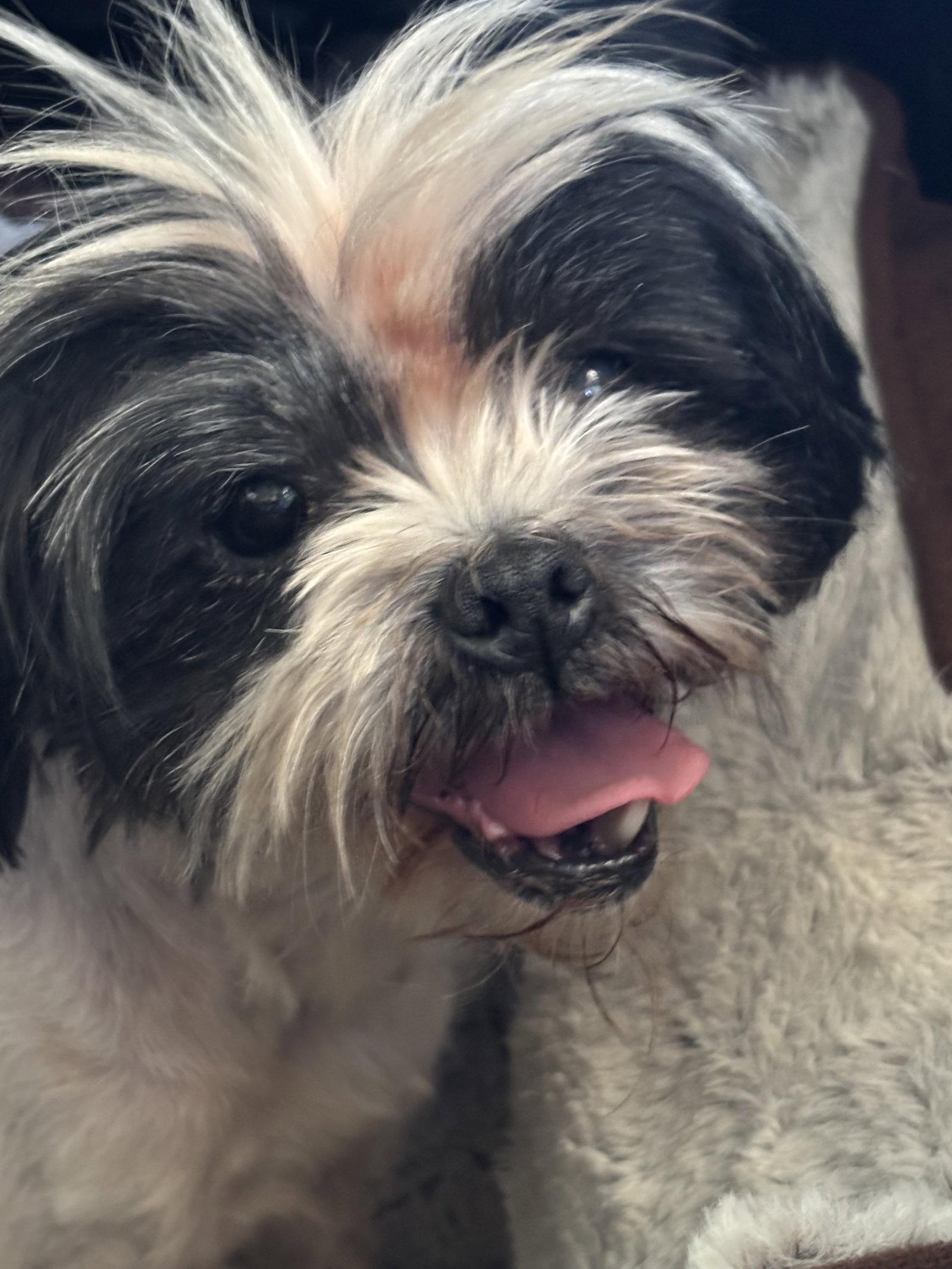 Penny - ADOPTION IN PROCESS, Adoptable, Adult Female Shih Tzu.