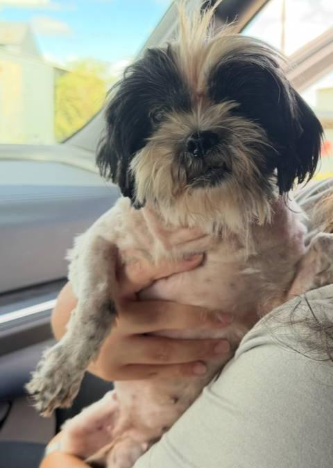 Enlarge Penny - ADOPTION IN PROCESS, a Adoptable Shih Tzu in Grafton, WI image 2/3