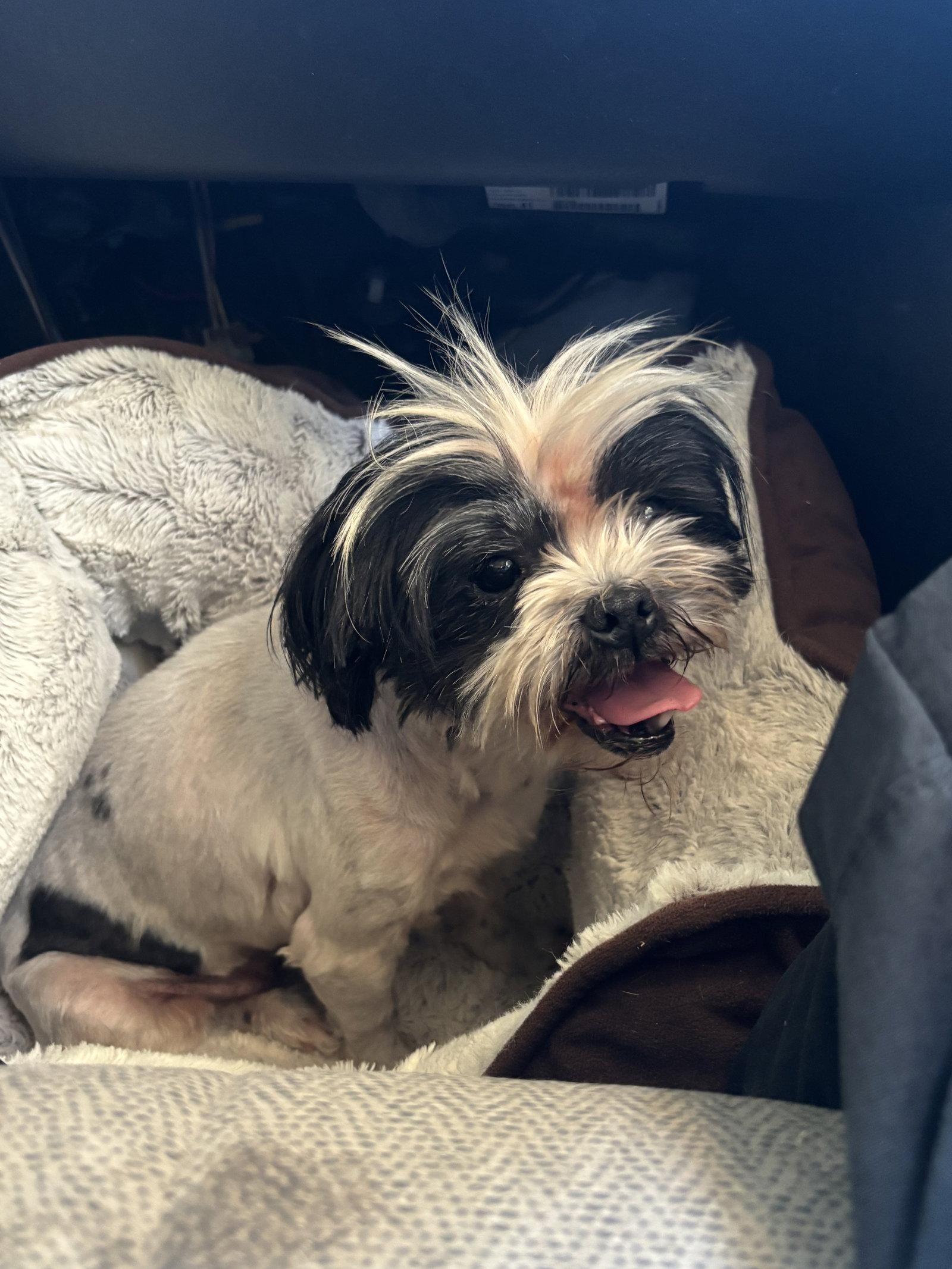 Enlarge Penny - ADOPTION IN PROCESS, a Adoptable Shih Tzu in Grafton, WI image 3/3