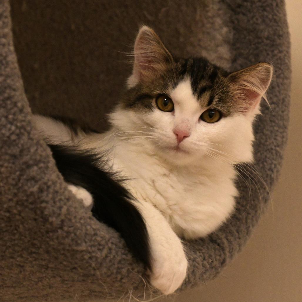 Enlarge Ladybug (Stinkbug), a Adoptable Domestic Medium Hair in Chilliwack, BC image 1/3