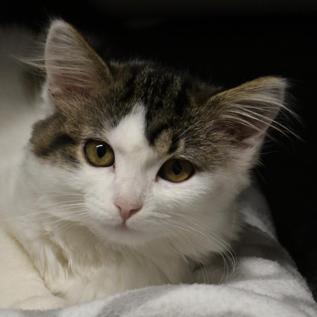 Enlarge Ladybug (Stinkbug), a Adoptable Domestic Medium Hair in Chilliwack, BC image 2/3