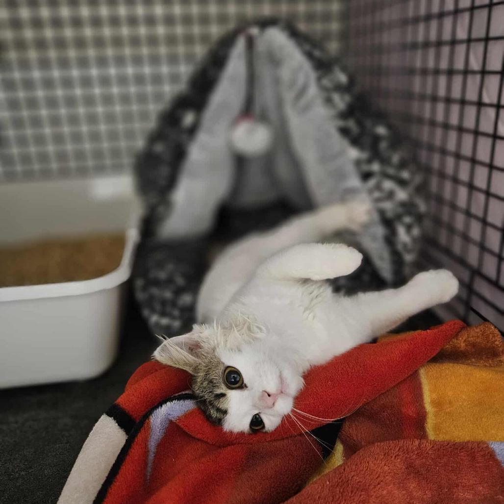 Enlarge Ladybug (Stinkbug), a Adoptable Domestic Medium Hair in Chilliwack, BC image 3/3