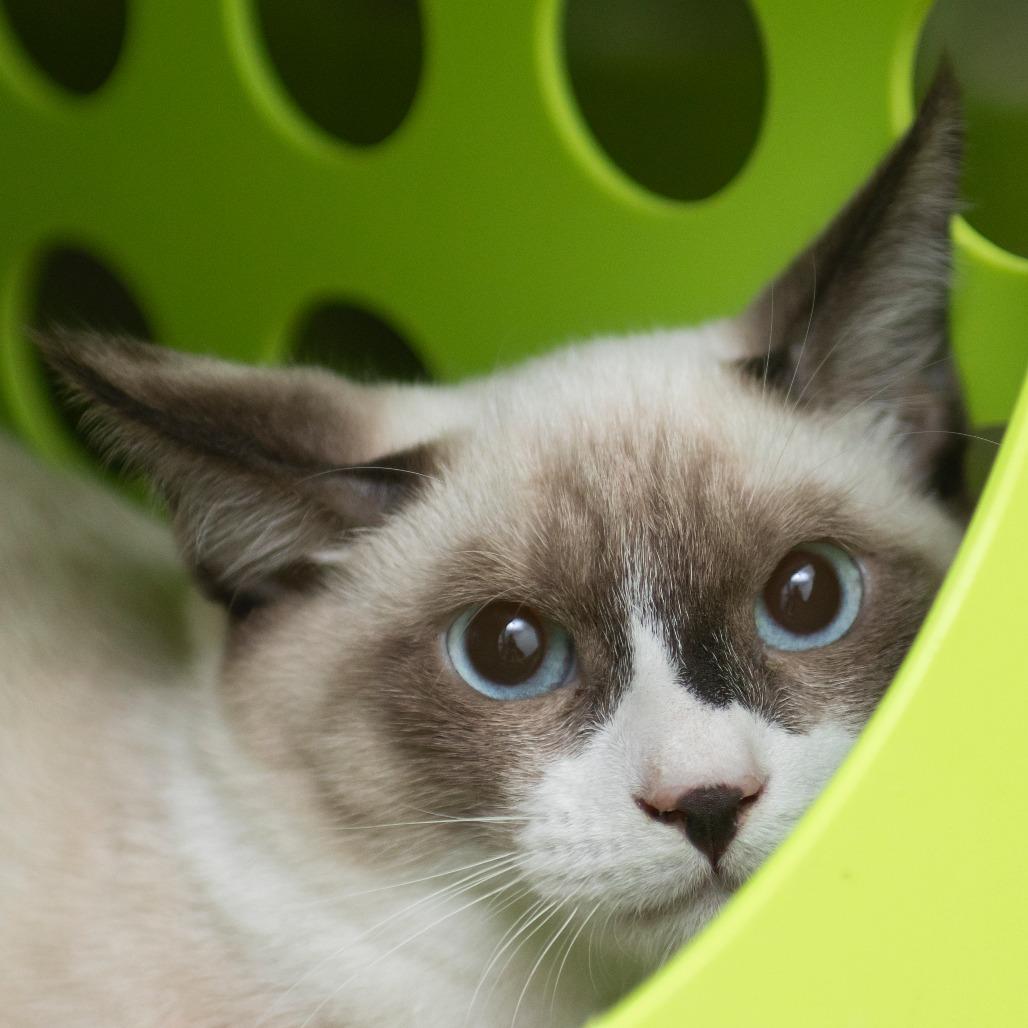 Enlarge Bandit, a Adoptable Domestic Short Hair in Middletown, RI image 1/1