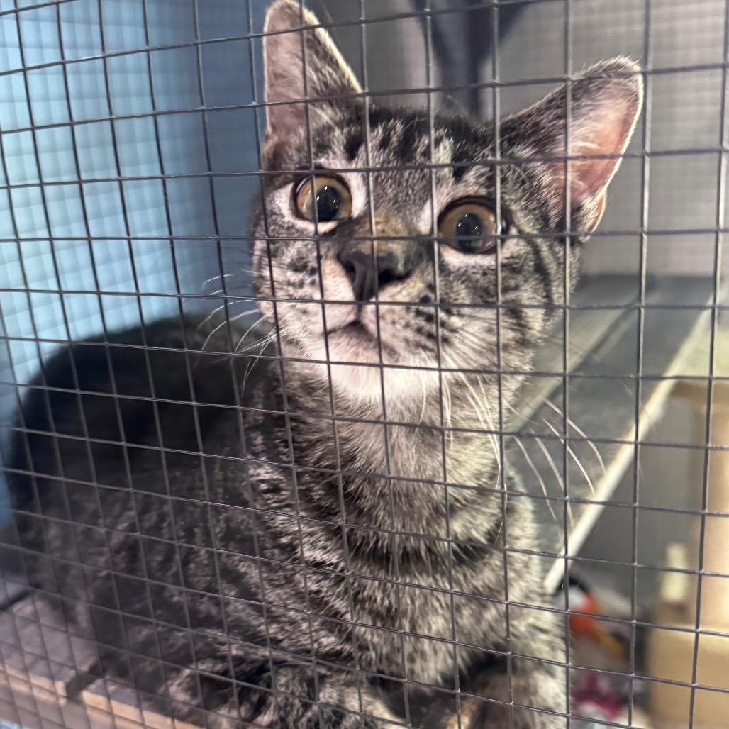 Enlarge Slinky, a Adoptable Domestic Short Hair in Seminole, FL image 1/2
