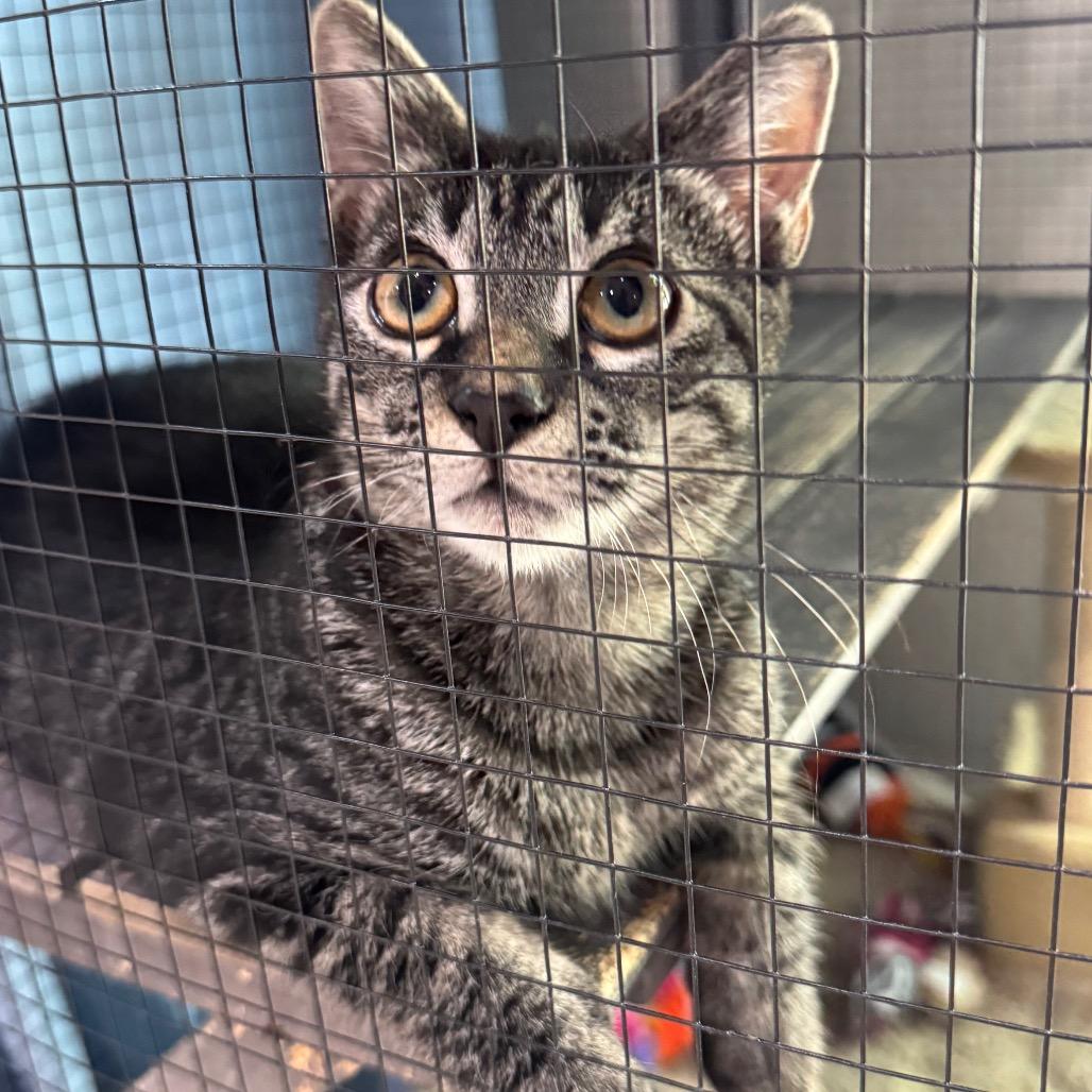Enlarge Slinky, a Adoptable Domestic Short Hair in Seminole, FL image 2/2
