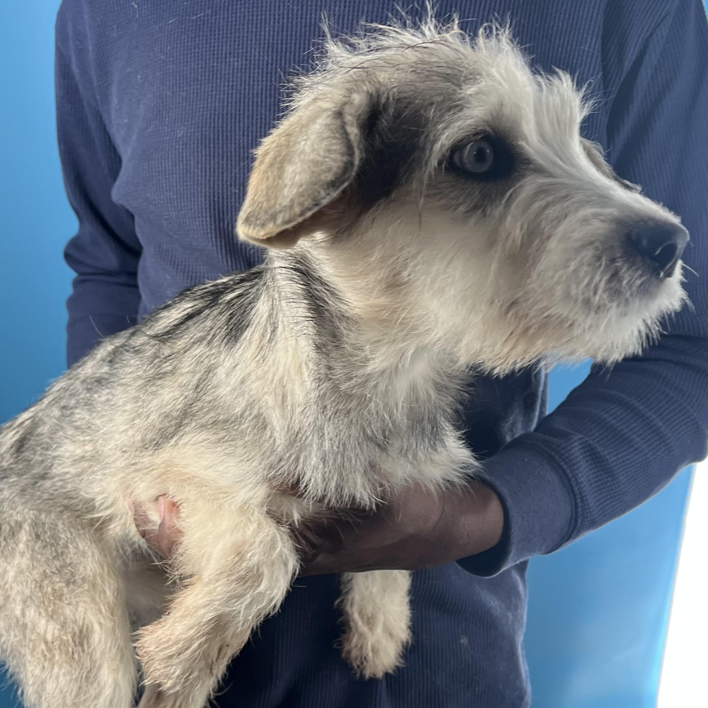 Honey  Local February thumbnail 3