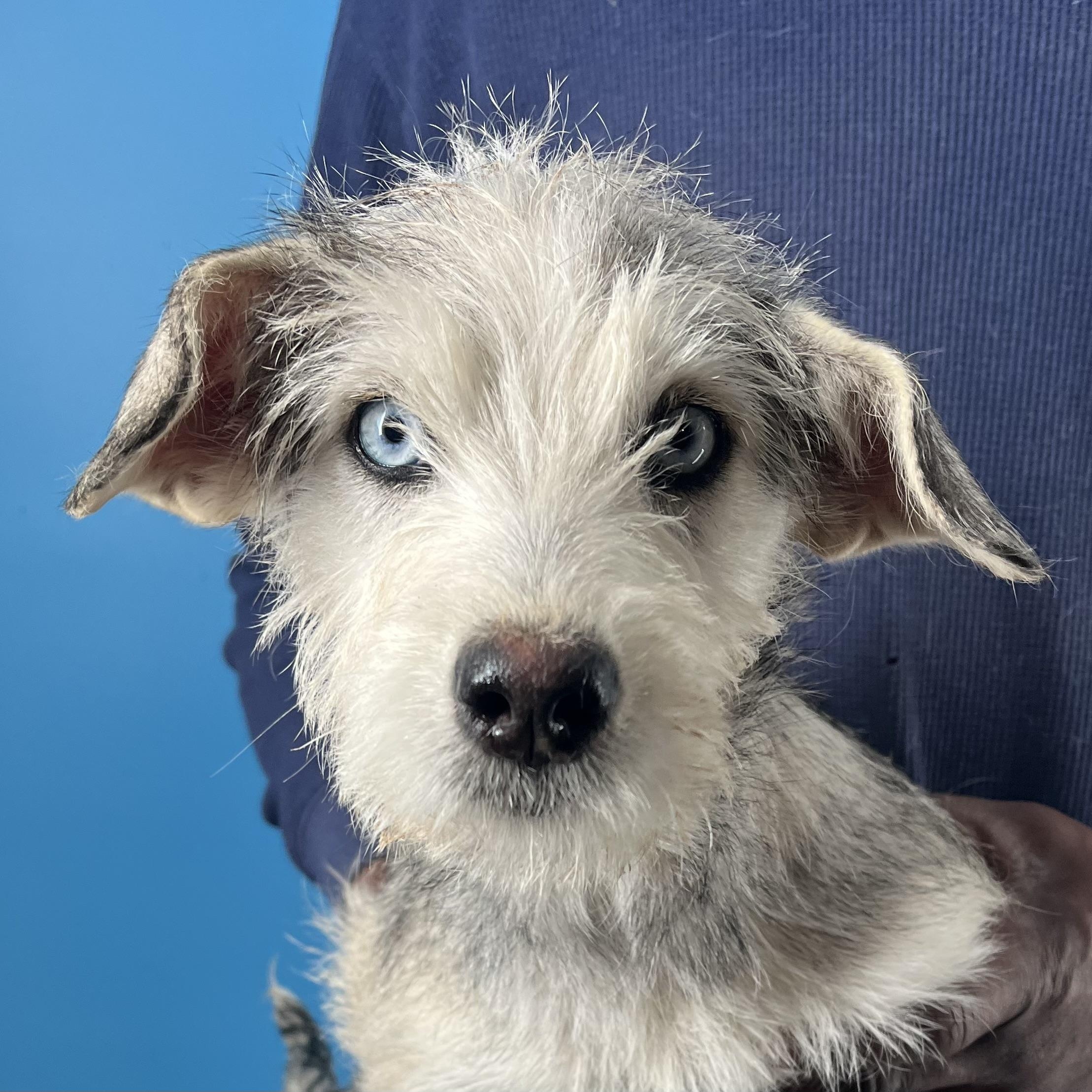 Honey  Local February