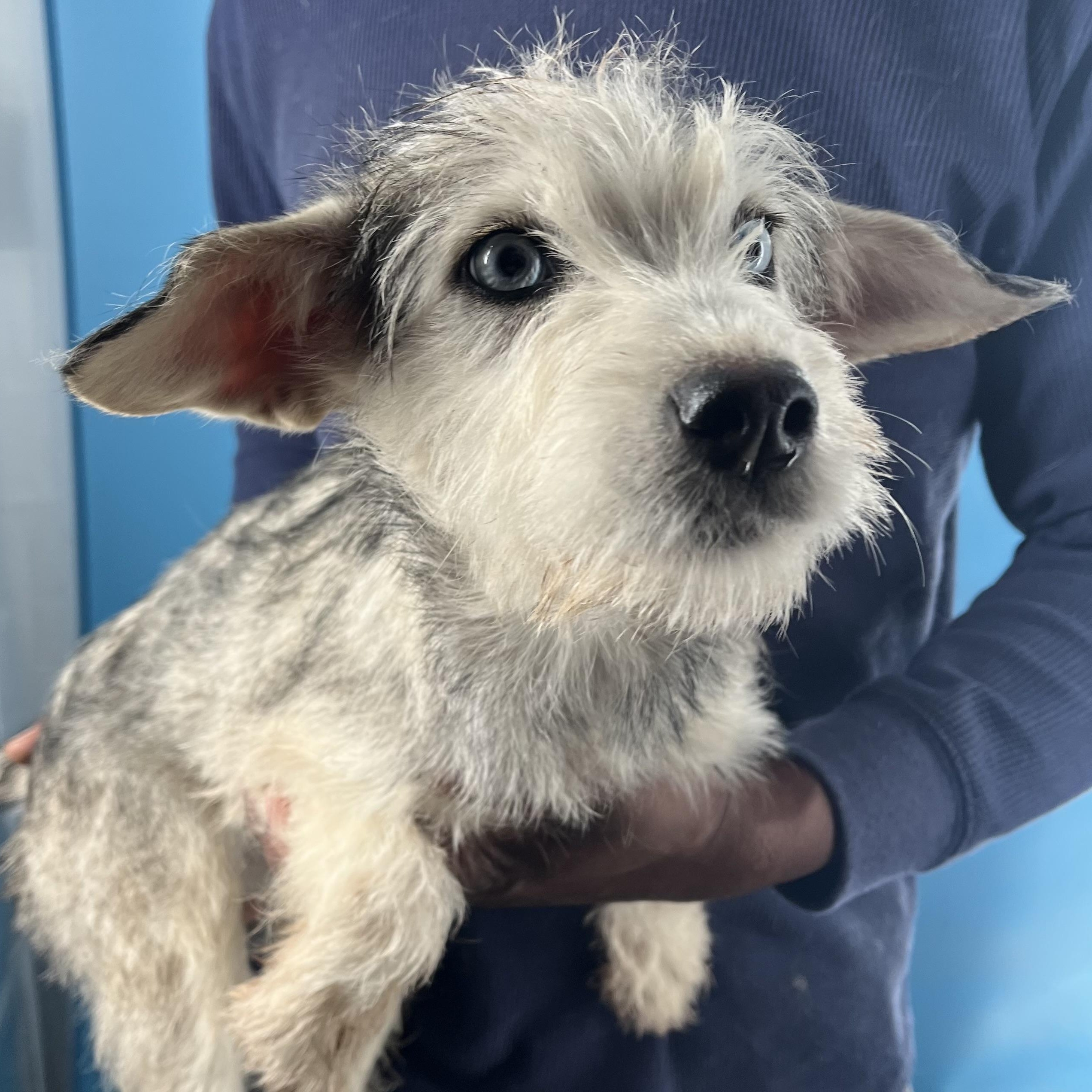 Honey  Local February thumbnail 4