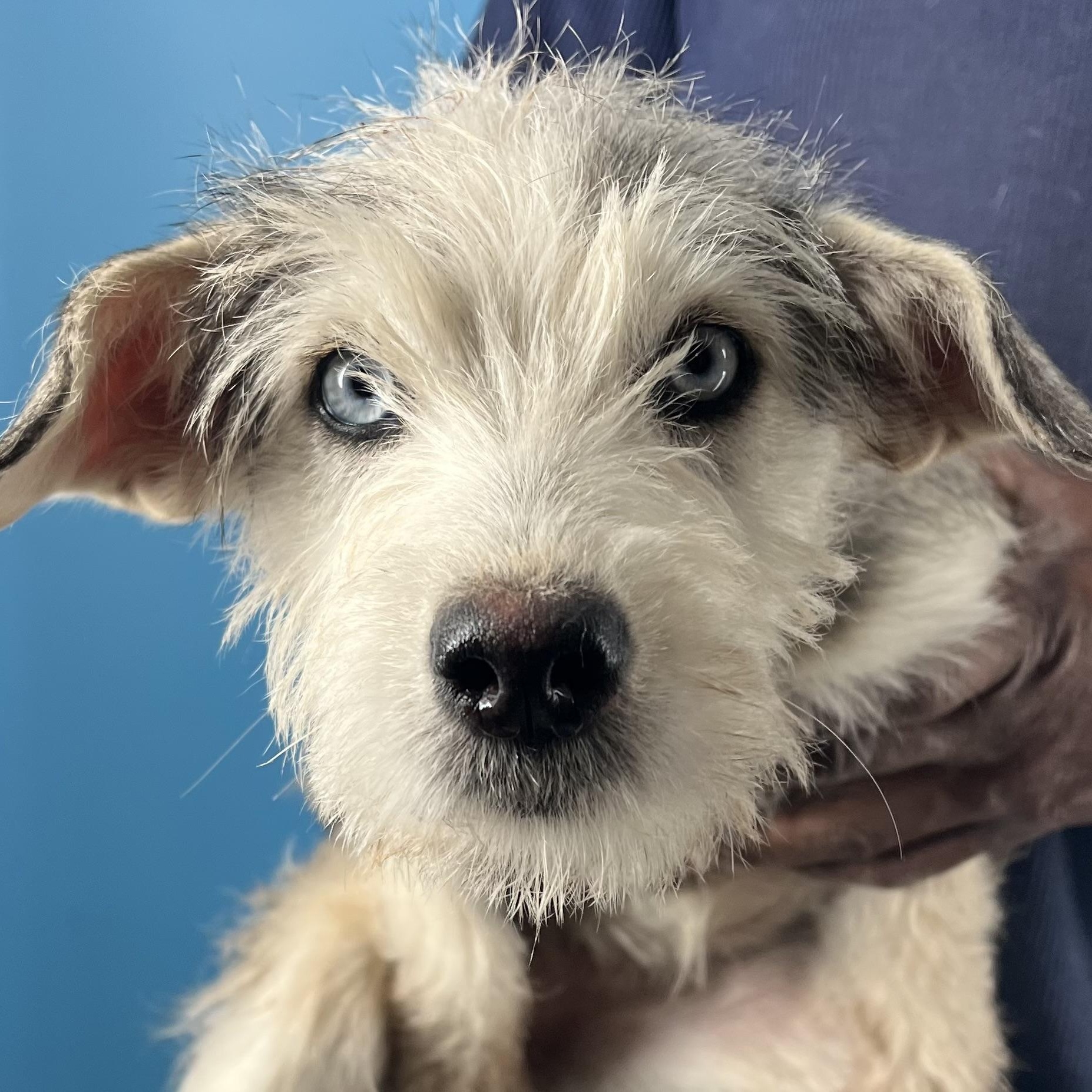 Honey  Local February thumbnail 5