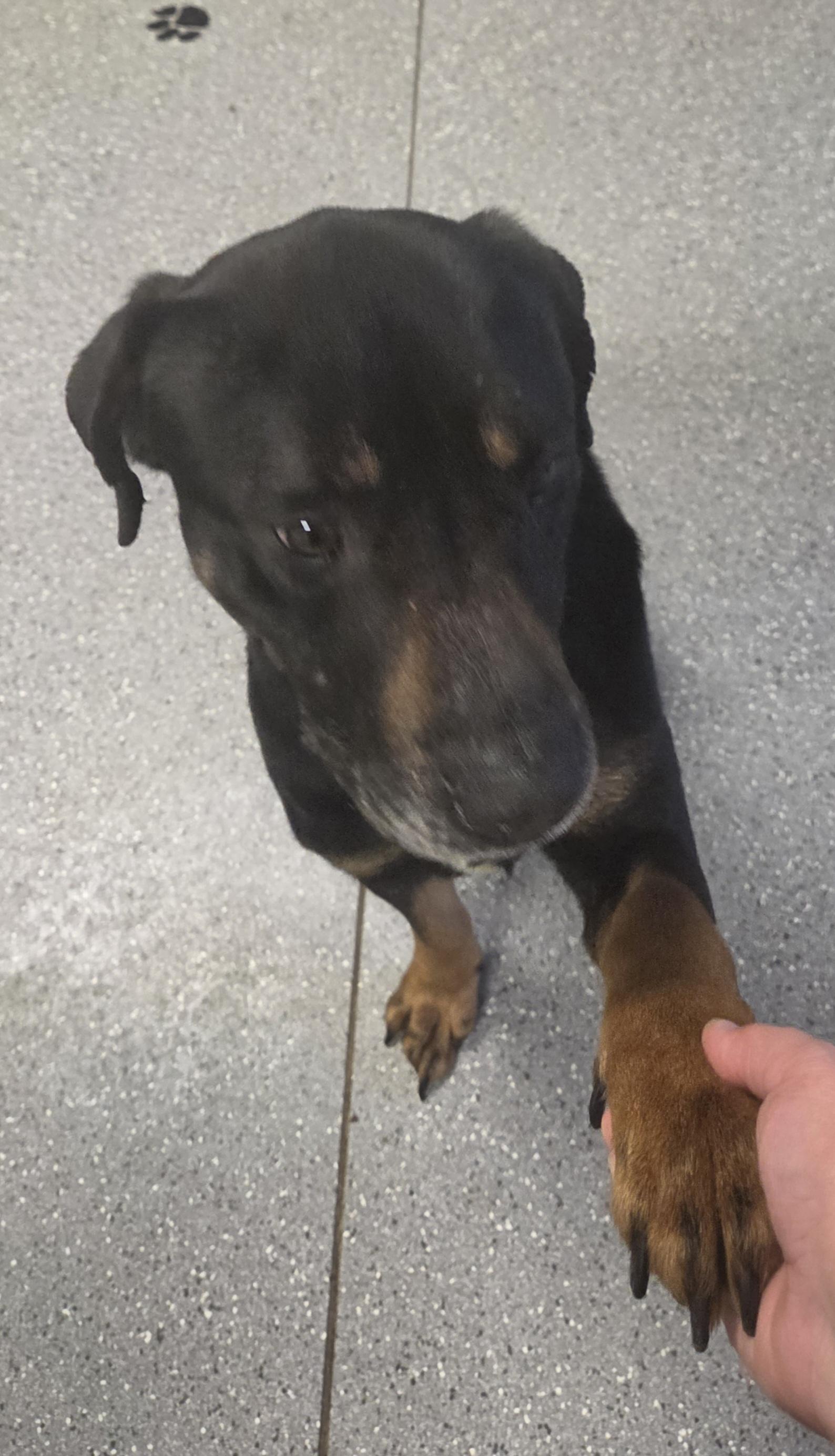 Enlarge Buddy, a ADOPTABLE mixed breed in Watertown, NY image 2/2