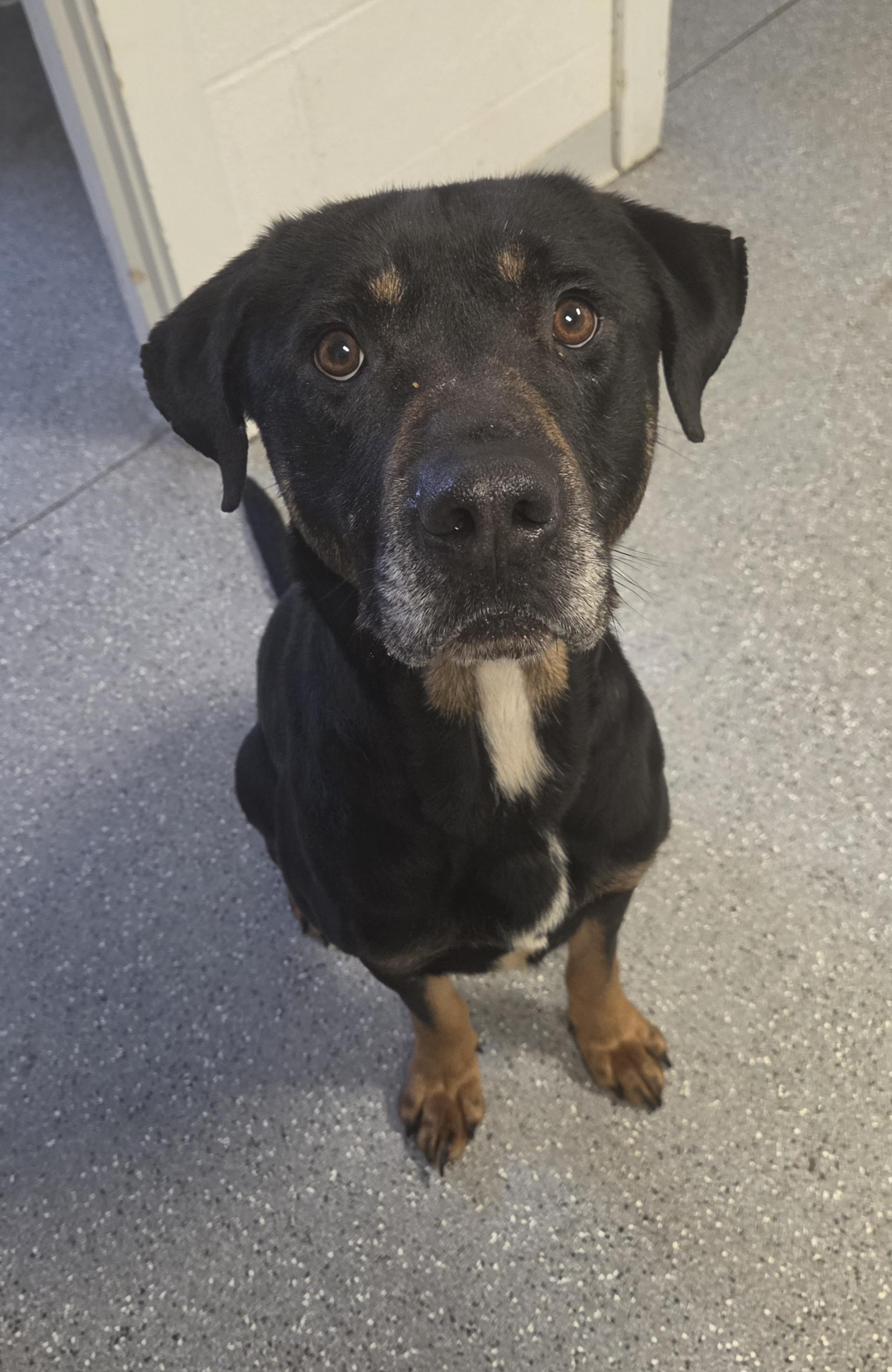 Enlarge Buddy, a ADOPTABLE mixed breed in Watertown, NY image 1/2