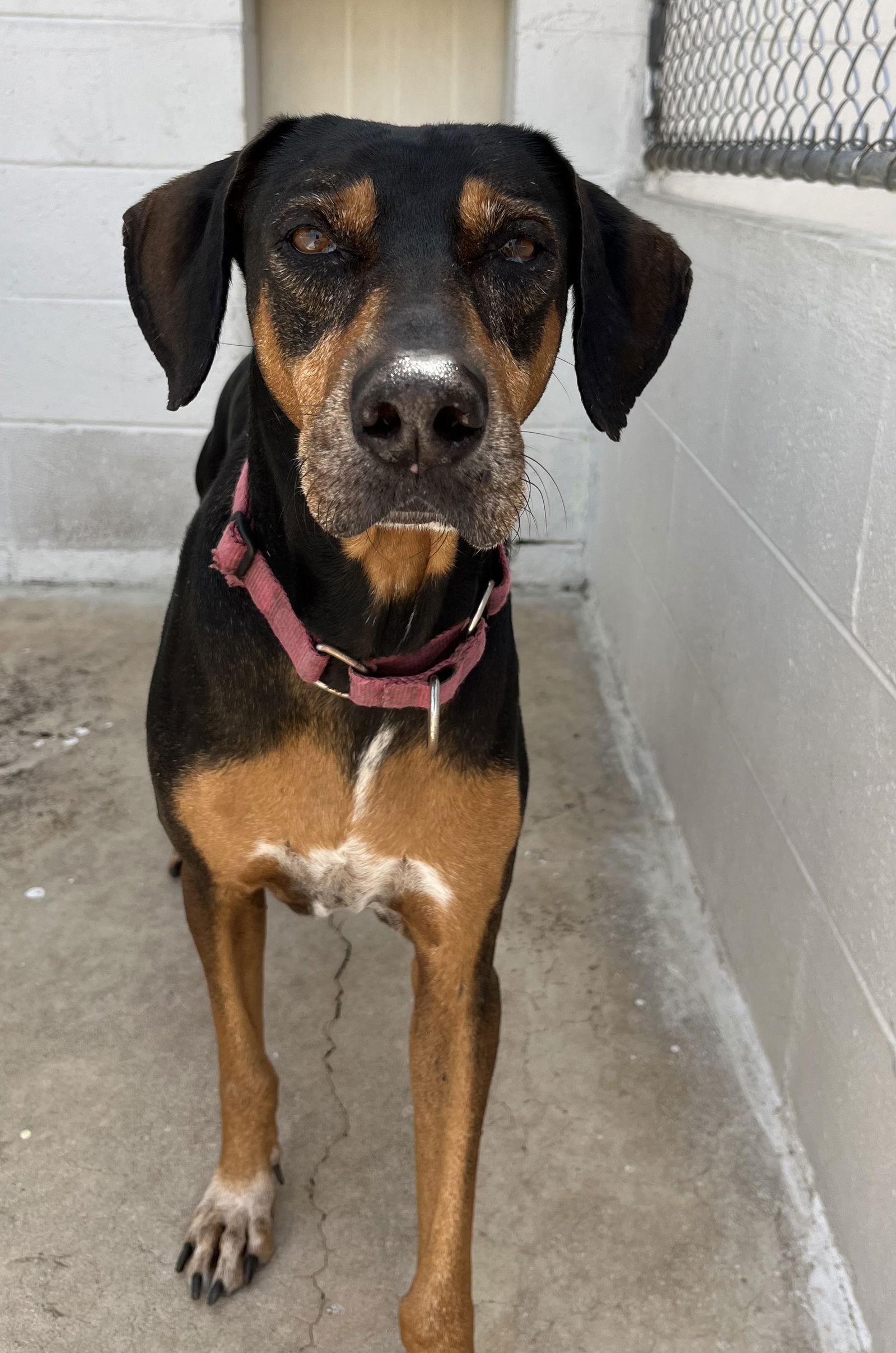 Sergio 2589, Adopted, Senior Male Doberman Pinscher.