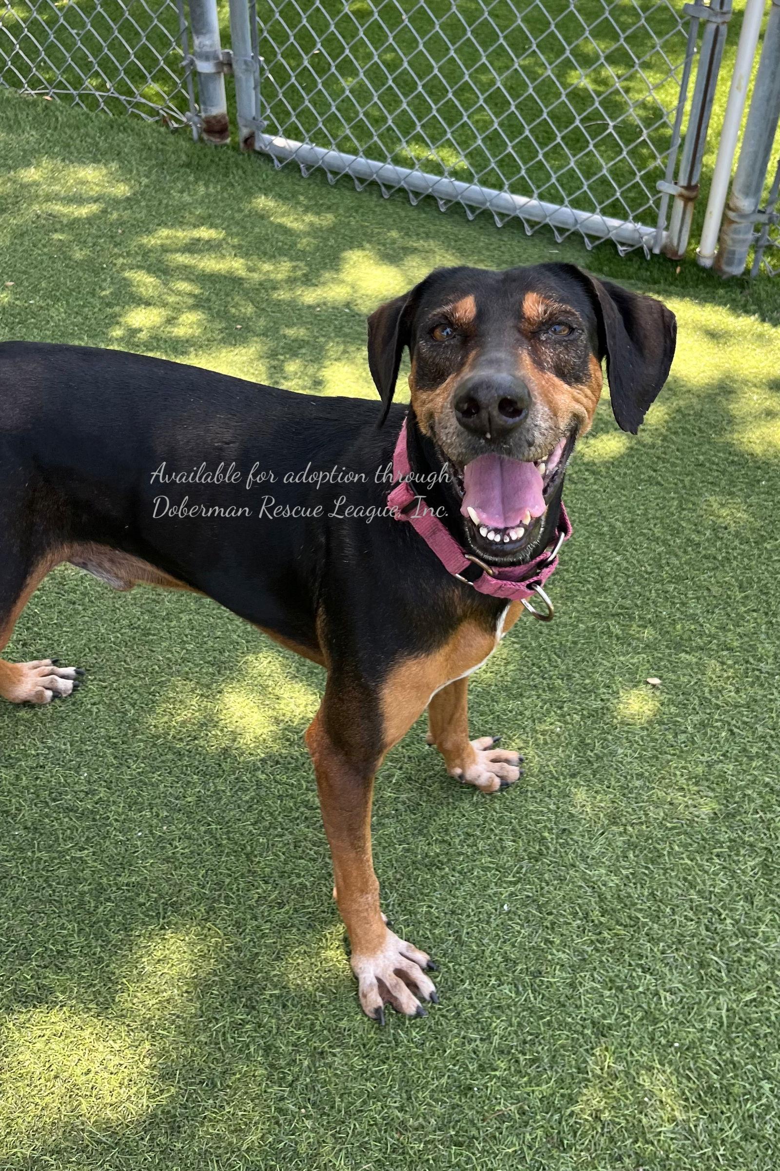 Sergio 2589, a Adopted Doberman Pinscher in Oakland Park, FL image 2/3