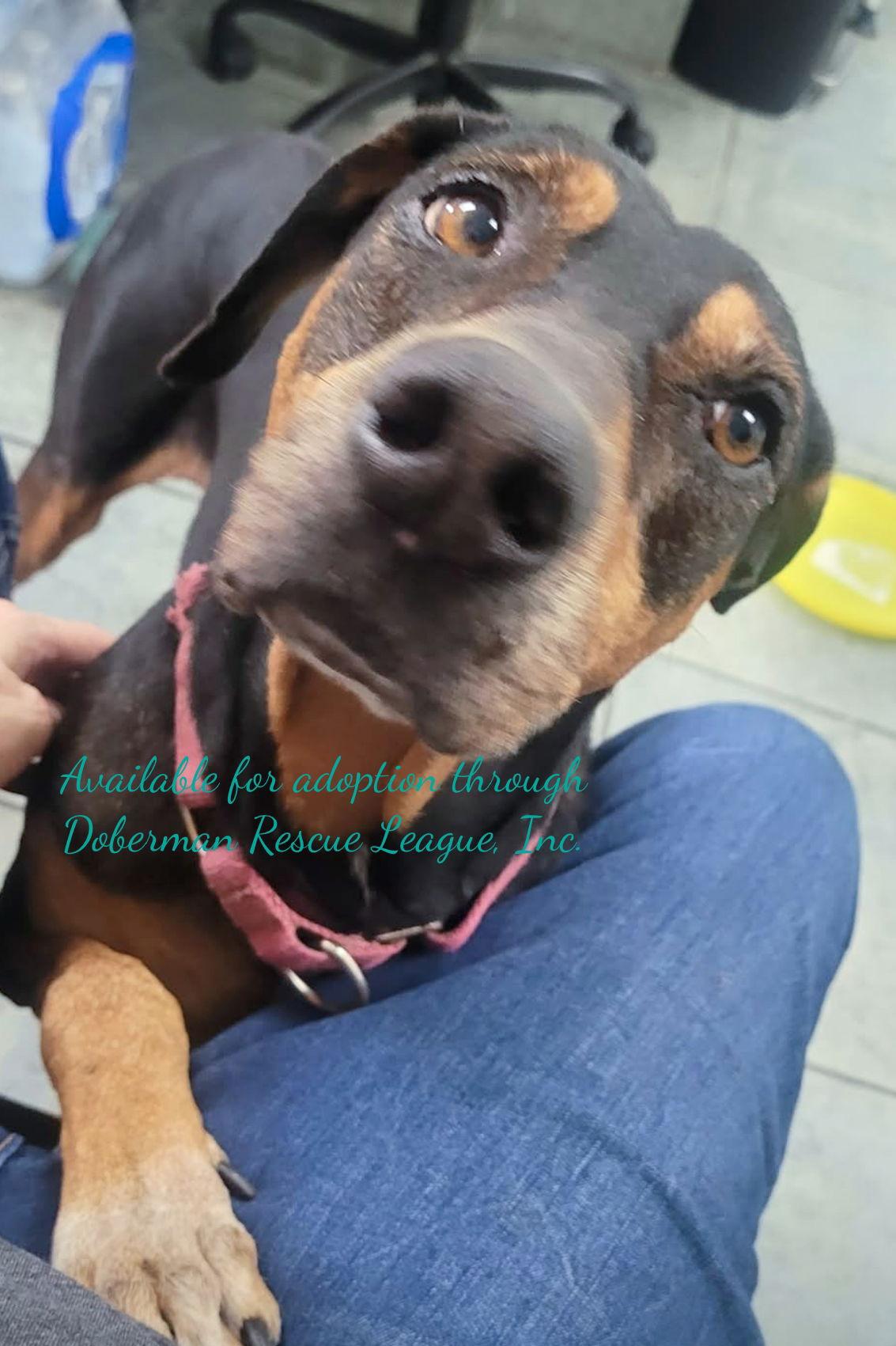 Sergio 2589, a Adopted Doberman Pinscher in Oakland Park, FL image 3/3