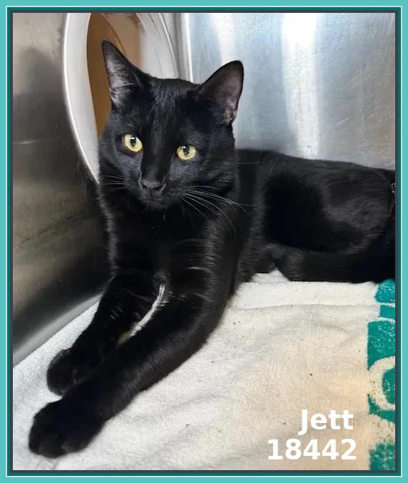 Enlarge JETT, an adopted mixed breed in Marietta, GA image 2/5