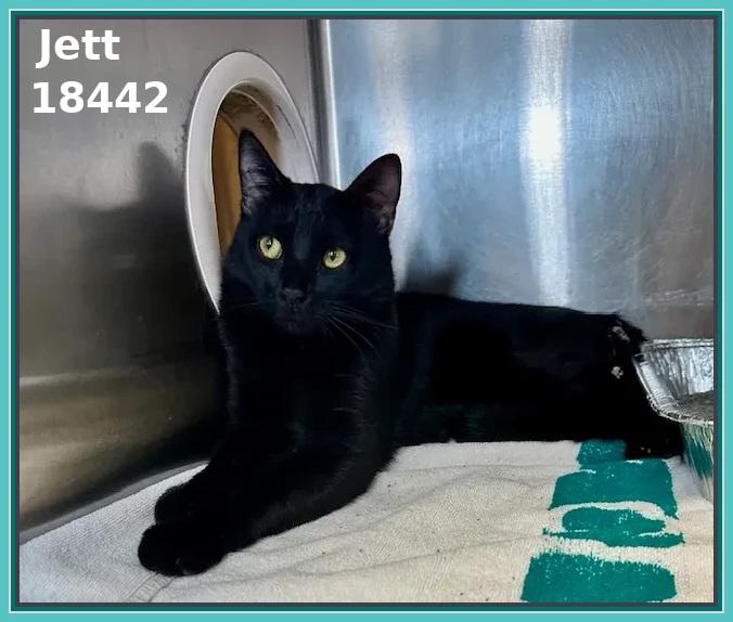 Enlarge JETT, an adopted mixed breed in Marietta, GA image 5/5