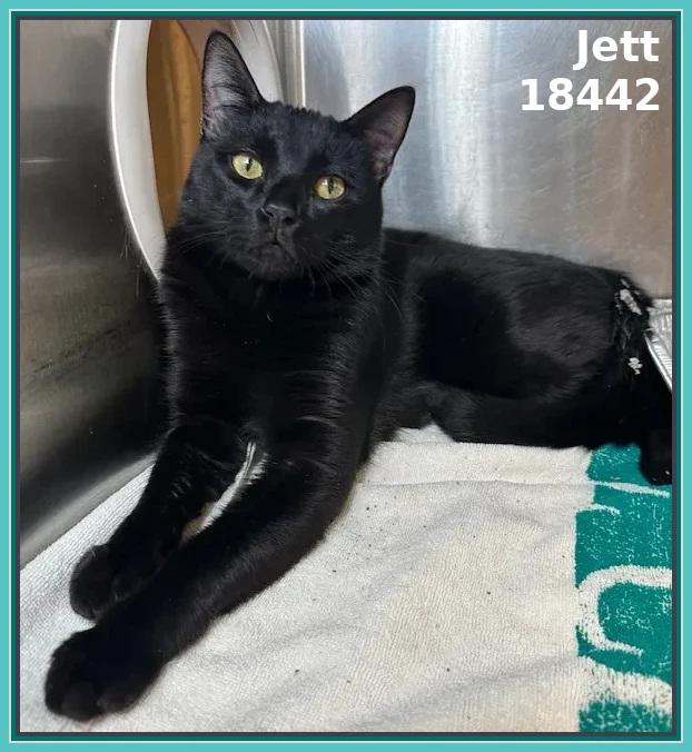 JETT, adopted, Adult Male Domestic Short Hair.