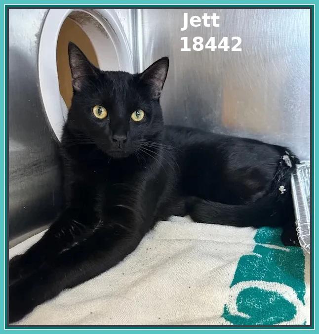 Enlarge JETT, an adopted mixed breed in Marietta, GA image 3/5