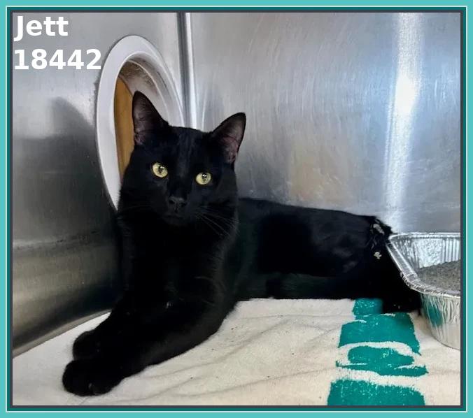 Enlarge JETT, an adopted mixed breed in Marietta, GA image 4/5