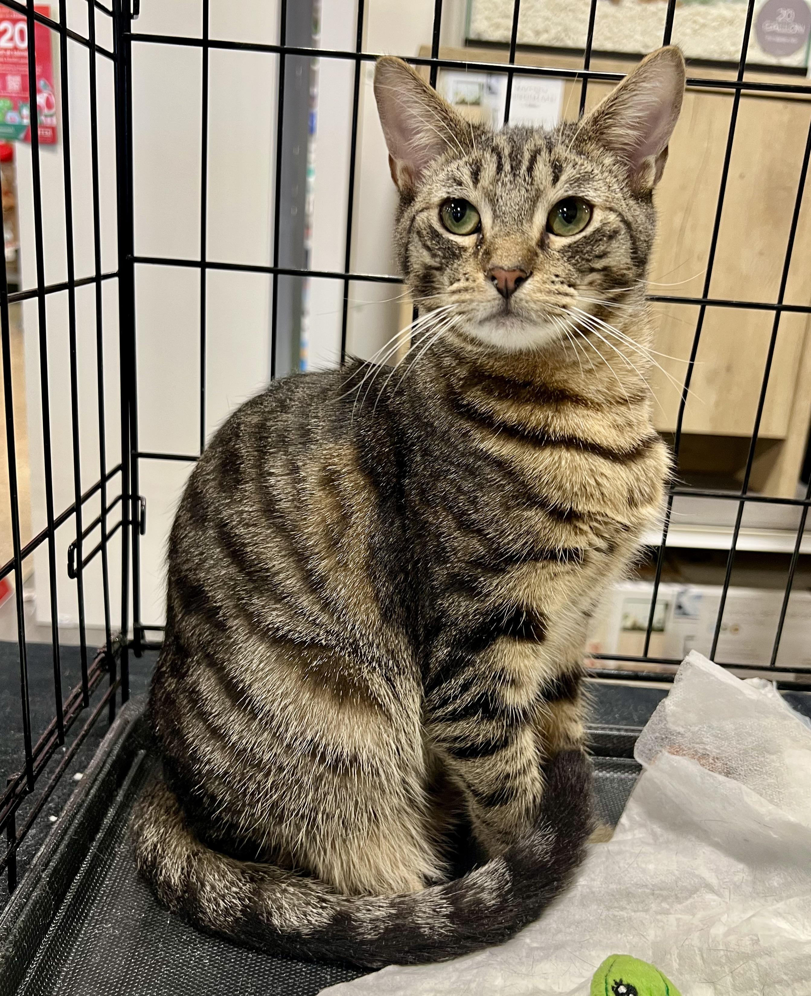 Enlarge Buddy, a Adoptable Domestic Short Hair in Walnut, CA image 1/1