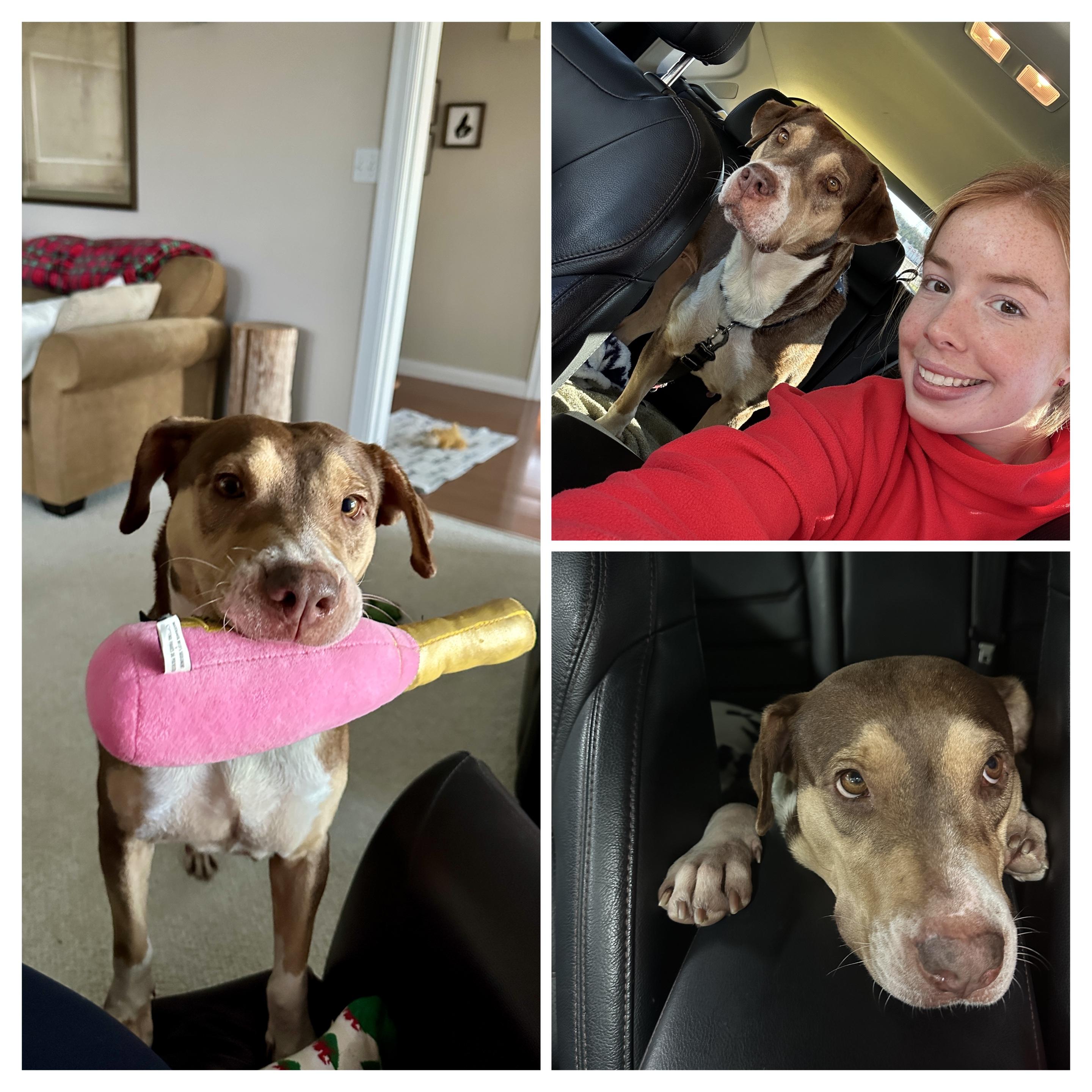 Enlarge Annabee, a Adoptable mixed breed image 1/1