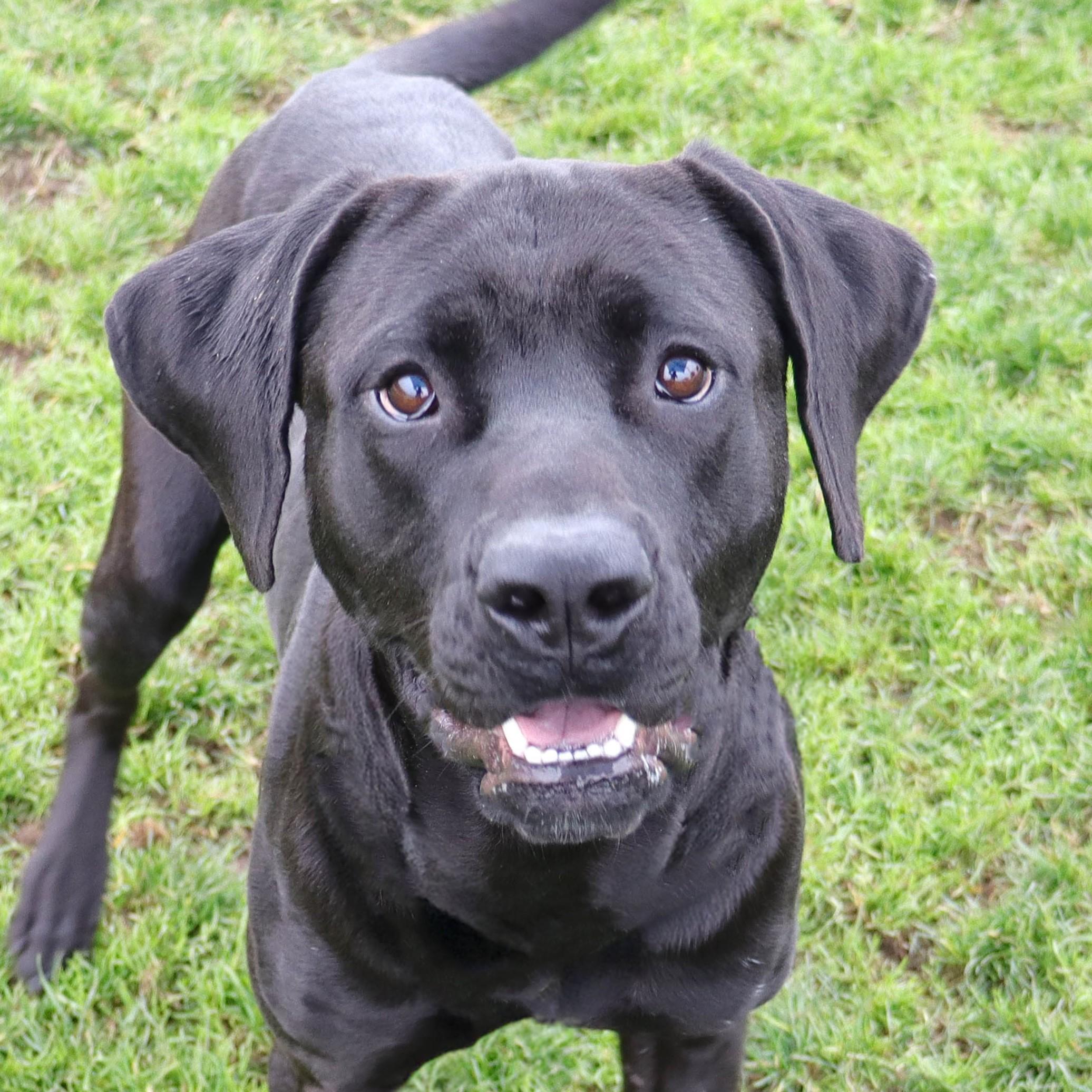 Blossom, a ADOPTABLE mixed breed in Clovis, CA image 1/2