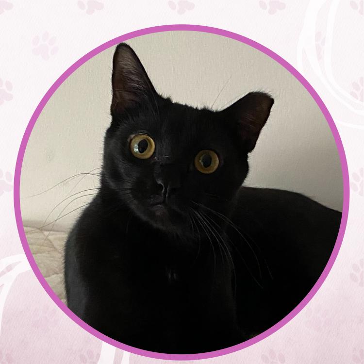 Enlarge Snow Shower, a Adoptable Domestic Short Hair in Toms River, NJ image 1/6