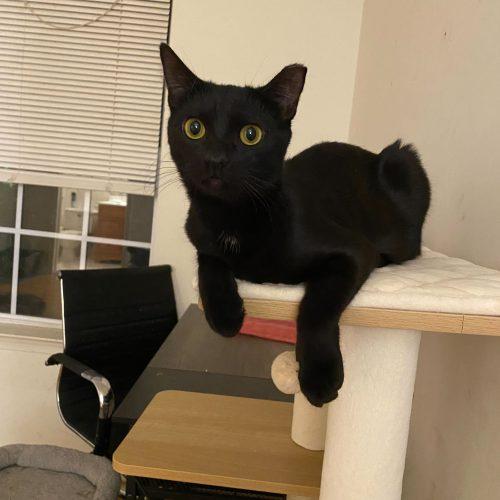 Snow Shower, Adoptable, Kitten Female Domestic Short Hair.