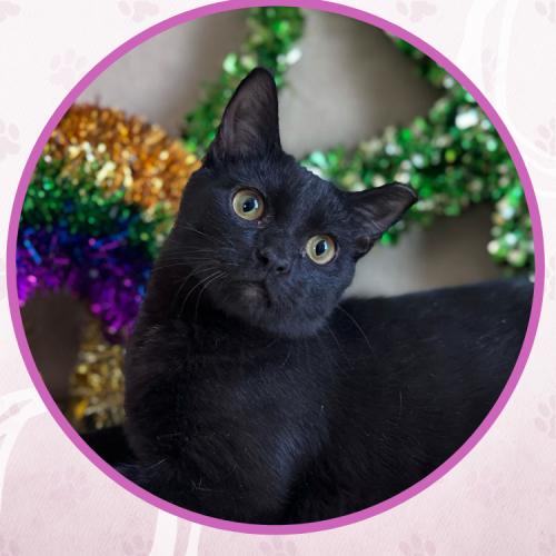 Enlarge Snow Shower, a Adoptable Domestic Short Hair in Toms River, NJ image 3/6
